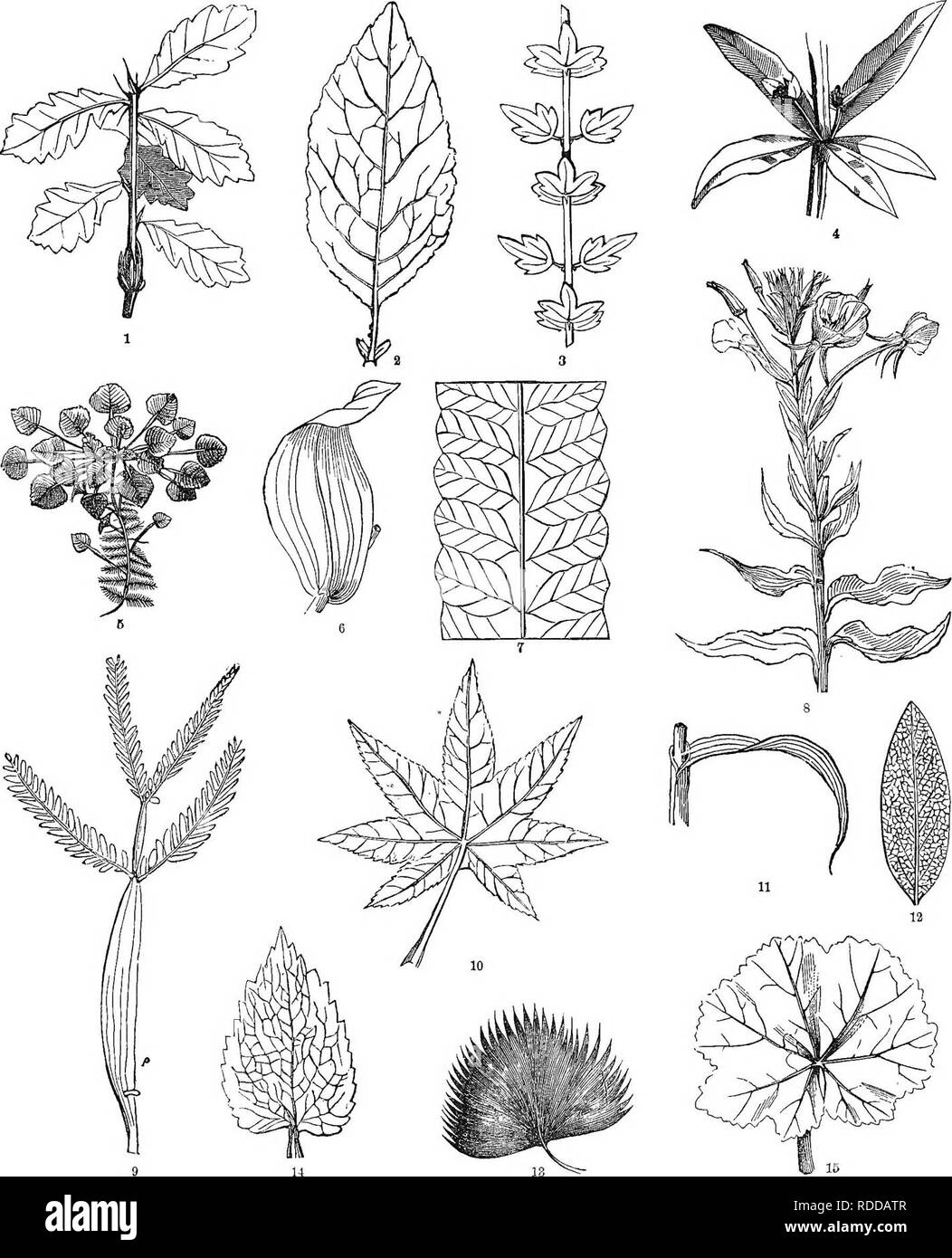 . Classe analitico-libro di botanica : progettato per le accademie e gli studenti privati. Piante. 38 AKRANGEMENT e la venatura. Piastra XI.. Tema generale. Cosa figg, 1, 3 e 4 rappresentano? Come sono le foglie ftt 1, a 8, a 4, a 8? "Cosa flgures sono di Net-venato lascia-parallelo-venato- biforcato venata di ? Come sono le vene del "Water-Chestnut-in Orchis- l'erba-l'Falra-il ricino-il fern-l'Acacia? Cosa largo gruppi sono distinti hy i due principali forme? Le figure di radiatcly foglie venato, che cosa ? Si prega di notare che queste immagini vengono estratte dalla pagina sottoposta a scansione imag Foto Stock