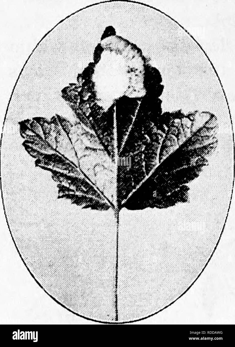 . Agriturismo amici e nemici di fattoria : un libro di testo di scienza agricola . Parassiti agricoli; insetti utili; pesti di insetto. Fattoria di 178 amici e nemici di fattoria. Fortunato host. In un paio di settimane i vermi diventa pieno- cresciuto e quindi ogni burrows il suo modo attraverso la pelle della vittima. Una volta fuori, ogni verme gira una sorta di silken cocoon entro il quale esso passa prima per una pupa, e successivamente per un adulto Microgaster simile a quello in cui la feggs. Vi è molta variazione nel colore, forma e organizzare- mento dei bozzoli di questi Microgaster mosche. Alcuni sono di bianco, altri di giallo. Alcuni un Foto Stock