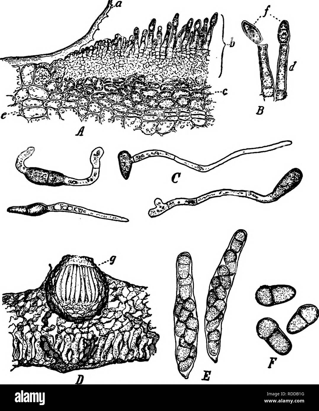 . I funghi che causano malattia vegetale . Le malattie delle piante; funghi. 254 i funghi che causano malattia vegetale. La fio. 185.-^V. insequalis. Una porzione di una sezione attraverso una crosta spot su apple; 6, diffusione- ing sotto e il sollevamento della cuticola, a; c, parzialmente disorganizzato celle della Apple; e, cellule sane della Apple. B due conidiofori con spore di estate /. C, spore ger- minating. D, una porzione di una sezione che mostra un perithecium asci e. E, due asci, contenenti ciascuna 8 due-celled spore, tre delle quali sono mostrate in F. Dopo Longyear.. Si prega di notare che queste immagini vengono estratte dalla pagina sottoposta a scansione immagini th Foto Stock . I funghi che causano malattia vegetale . Le malattie delle piante; funghi. 254 i funghi che causano malattia vegetale. La fio. 185.-^V. insequalis. Una porzione di una sezione attraverso una crosta spot su apple; 6, diffusione- ing sotto e il sollevamento della cuticola, a; c, parzialmente disorganizzato celle della Apple; e, cellule sane della Apple. B due conidiofori con spore di estate /. C, spore ger- minating. D, una porzione di una sezione che mostra un perithecium asci e. E, due asci, contenenti ciascuna 8 due-celled spore, tre delle quali sono mostrate in F. Dopo Longyear.. Si prega di notare che queste immagini vengono estratte dalla pagina sottoposta a scansione immagini th Foto Stock