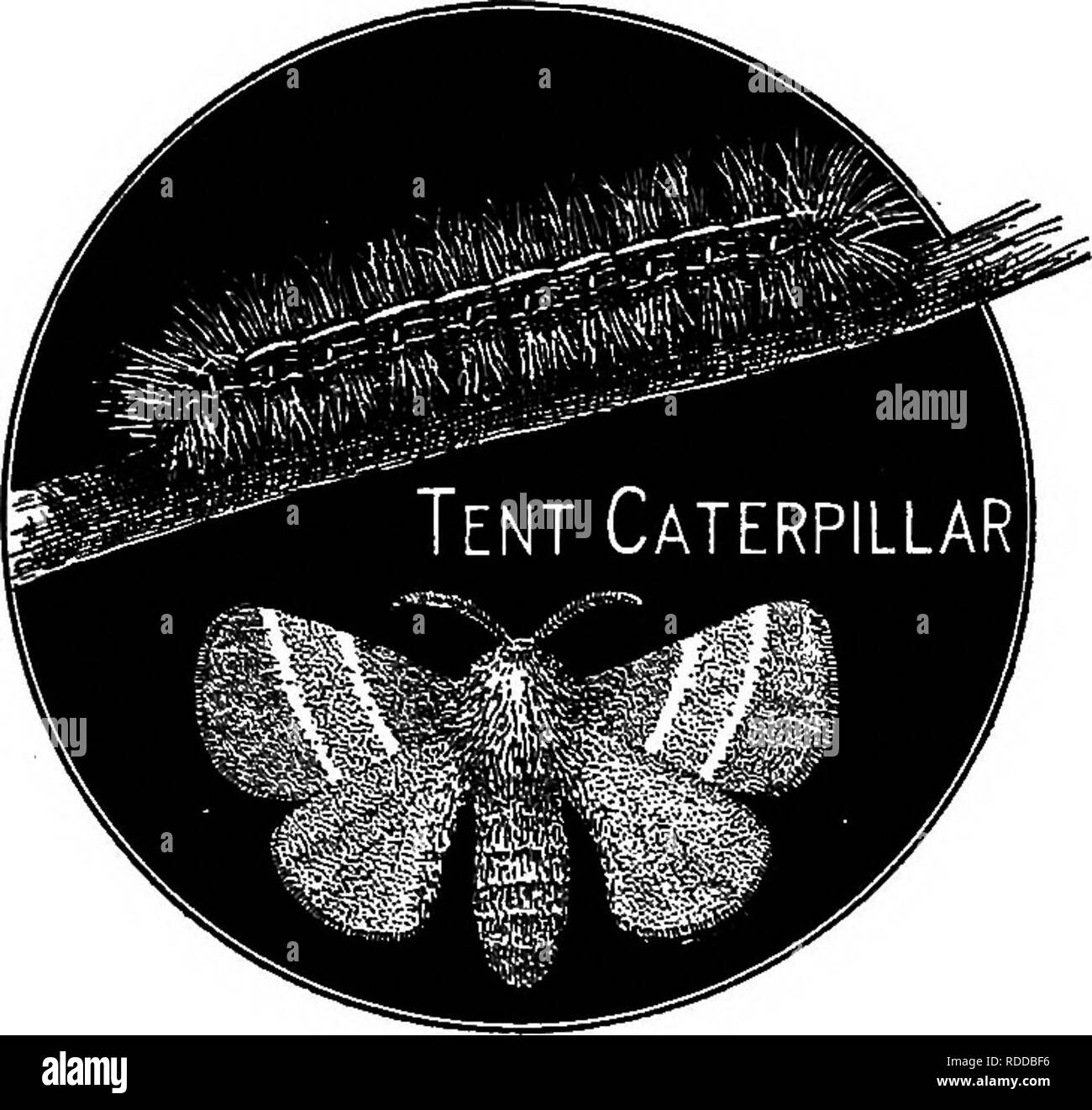 . Agriturismo amici e nemici di fattoria : un libro di testo di scienza agricola . Parassiti agricoli; insetti utili; pesti di insetto. Le farfalle e falene 103. Il curioso bozzoli della falena Promethea fas- tened così saldamente ai rami di molti alberi e arbusti può essere trovato in tutto l'inverno su gran parte del Nord America e, se portato in luoghi chiusi, produrrà un har- vest di attraenti tarme all'inizio dell'estate. La Tenda familiare Caterpillar, i nidi di cui si trovano in tanti di ciliegio selvatico e alberi da Apple nel maggio e giugno, è anche un piccolo esempio di una di queste famiglie di Foto Stock