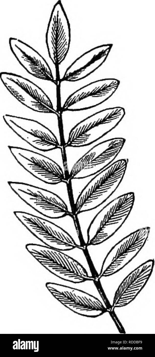 . La propagazione delle piante ; dando i principi che regolano lo sviluppo e la crescita delle piante, la loro affinità botanica e peculiari proprietà; inoltre, le descrizioni del processo mediante il quale le varietà e le specie sono incrociati o ibridate, e i diversi metodi con i quali le piante coltivate possono essere propagate e moltiplicato . Propagazione nel vegetale. Gli steli e THEIE APPETSfDAGBS. 65 foglie di taglio-lasciava in betulla, figura 23, il ramo- ing le vene sono di irregolari o diseguali lengthSj dando a. Si prega di notare che queste immagini vengono estratte dalla pagina sottoposta a scansione di immagini che possono essere state dig Foto Stock