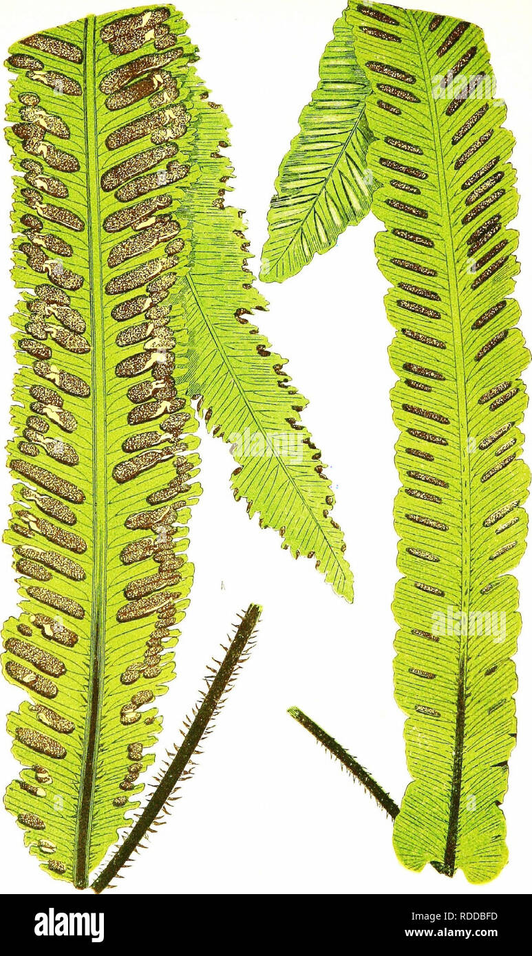 . Una storia naturale di nuovo e felci rare : contenenti le specie e varietà, nessuno dei quali sono inclusi in una qualsiasi delle otto volumi di "felci, inglesi e esotico", tra cui il nuovo hymenophyllums e Trichomanes . Felci. H,-SCOLOPENDRIUM VULCARE V, 8 U B M A R CI N A U M, B-S. VULCARE, V, J U CO SOMMA, XXIV. Si prega di notare che queste immagini vengono estratte dalla pagina sottoposta a scansione di immagini che possono essere state migliorate digitalmente per la leggibilità - Colorazione e aspetto di queste illustrazioni potrebbero non perfettamente assomigliano al lavoro originale. Lowe, E. J. (Edward Joseph), 1825-1900; Lowe, E. Foto Stock