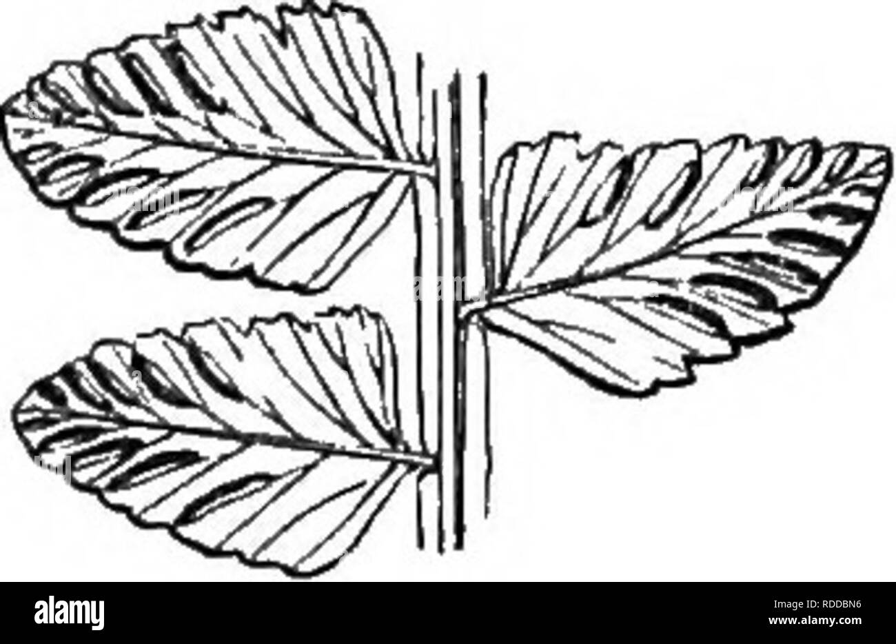 . Una storia naturale di nuovo e felci rare : contenenti le specie e varietà, nessuno dei quali sono inclusi in una qualsiasi delle otto volumi di "felci, inglesi e esotico", tra cui il nuovo hymenophyllums e Trichomanes . Felci. La porzione di terreno fertile Frond, sotto lato. ASPLENIUM ALATIJM. Hooker e Greville. Willdenow. Mettenius. Humboldt e Bonpland. Moore. J. Smith. PoiRET. Sprengel. Desvaux. Kunze. Klotzsch. Tassa. {Non di Sieber, o Berthelot. ) La piastra XII. B. Asplenium pterophorum, Peesl. Asplenium-Spleenwort. Alutum-alato. Un singolare felce, avente un ampio ali erbaceo su entrambi i Foto Stock