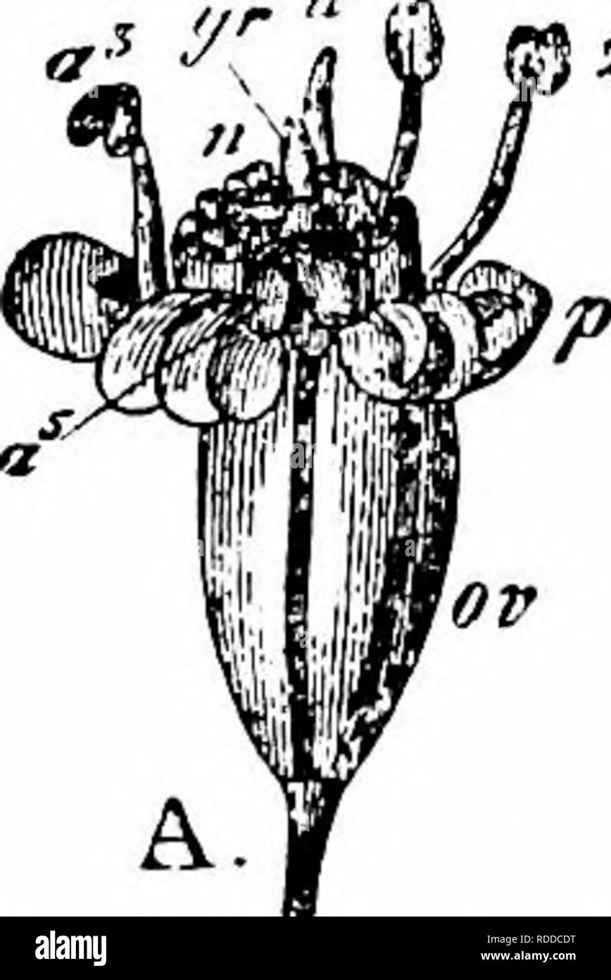 . Manuale di impollinazione dei fiori : basato su Hermann Mu?iler di lavoro "La fertilizzazione di fiori da insetti' . La fecondazione di piante. 482 Angiospermae Dicotyledones-visitatori.-Le seguenti sono stati registrati b}' gli osservatori e per le località indicate.- H. de Vries (Paesi Bassi), il miele delle api. IMacLeod (Fiandre), 3 corto-tongued imenotteri, 4 hover-vola, 4 altri Dipiera, e un coleottero (Bot. Jaarb. Dodonaea, Gand, vi, 1894, p. 267). Knuth (Nord Isole Frisone), 2 hover-vola e un Muscid: (Rügen)-A. Coleoptera. Telephoridae: i. Cantharis fulva Scop. B. Diptera. (A) Muscidae: 2. Arici Foto Stock