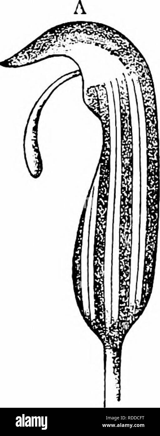 . Manuale di impollinazione dei fiori : basato su Hermann Mu?iler di lavoro "La fertilizzazione di fiori da insetti' . La fecondazione di piante. 492 Angiospermae Monocotyledones-e la fine dell'spadix e dall'odore della infiorescenza, che assomiglia a quello di decadere la frutta. Martelli (Nuovo Giorn. bot. ital., Firenze, XXII, 1890, p. 129) aggiunge che le infiorescenze protogynous aperto al mattino. Le stigmate sono poi ricettivi, ma le antere non hanno ancora dehisced. L'odore fecale è la più forte nella parte superiore del spadix, sul quale i visitatori acceso. Il giorno seguente il anthe Foto Stock