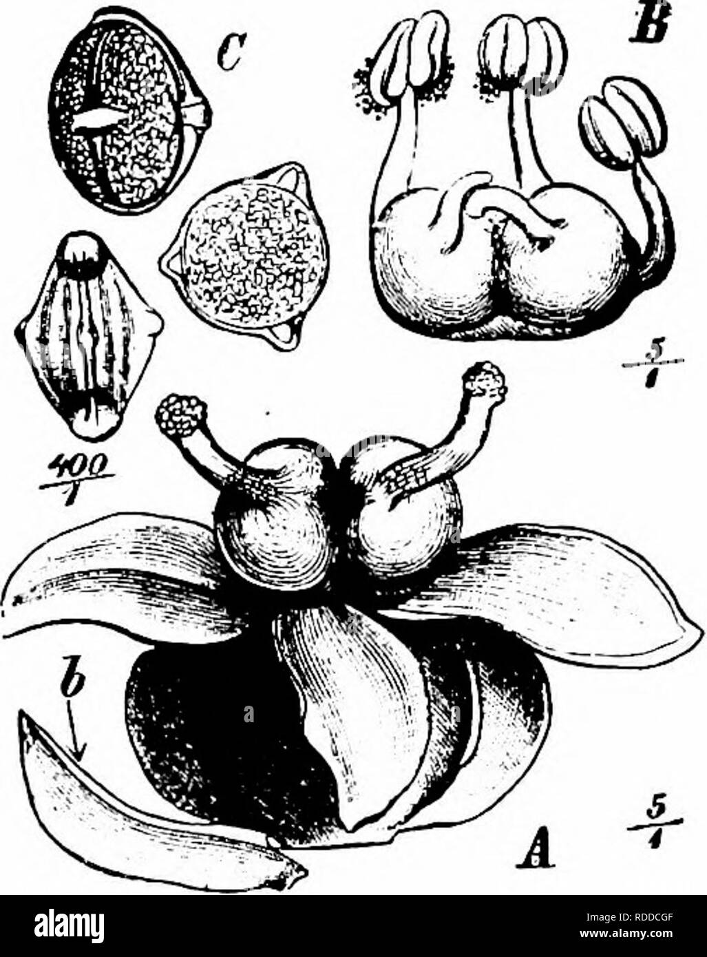 . Manuale di impollinazione dei fiori : basato su Hermann Mu?iler di lavoro "La fertilizzazione di fiori da insetti' . La fecondazione di piante. 464 Angiospermae Dicotyledones-anche nel terzo tipo (C), dove ermafroditi e fiori femminili sono associati, per qui il primario umbels possiedono ma pochi fiori maschili, mentre in quelli che fioriscono ultimo scarsamente qualsiasi altri sono presenti. Qualcosa è già stato detto circa la geitonogamy che tanto spesso avviene tra Umbelliferae (Vol. I, pagg. 41-2). Kerner descrive alcuni molto diversi meccanismi del tipo ('Nat. Hist. PI.", l'ing. Ed. I, II, pp. 32 Foto Stock