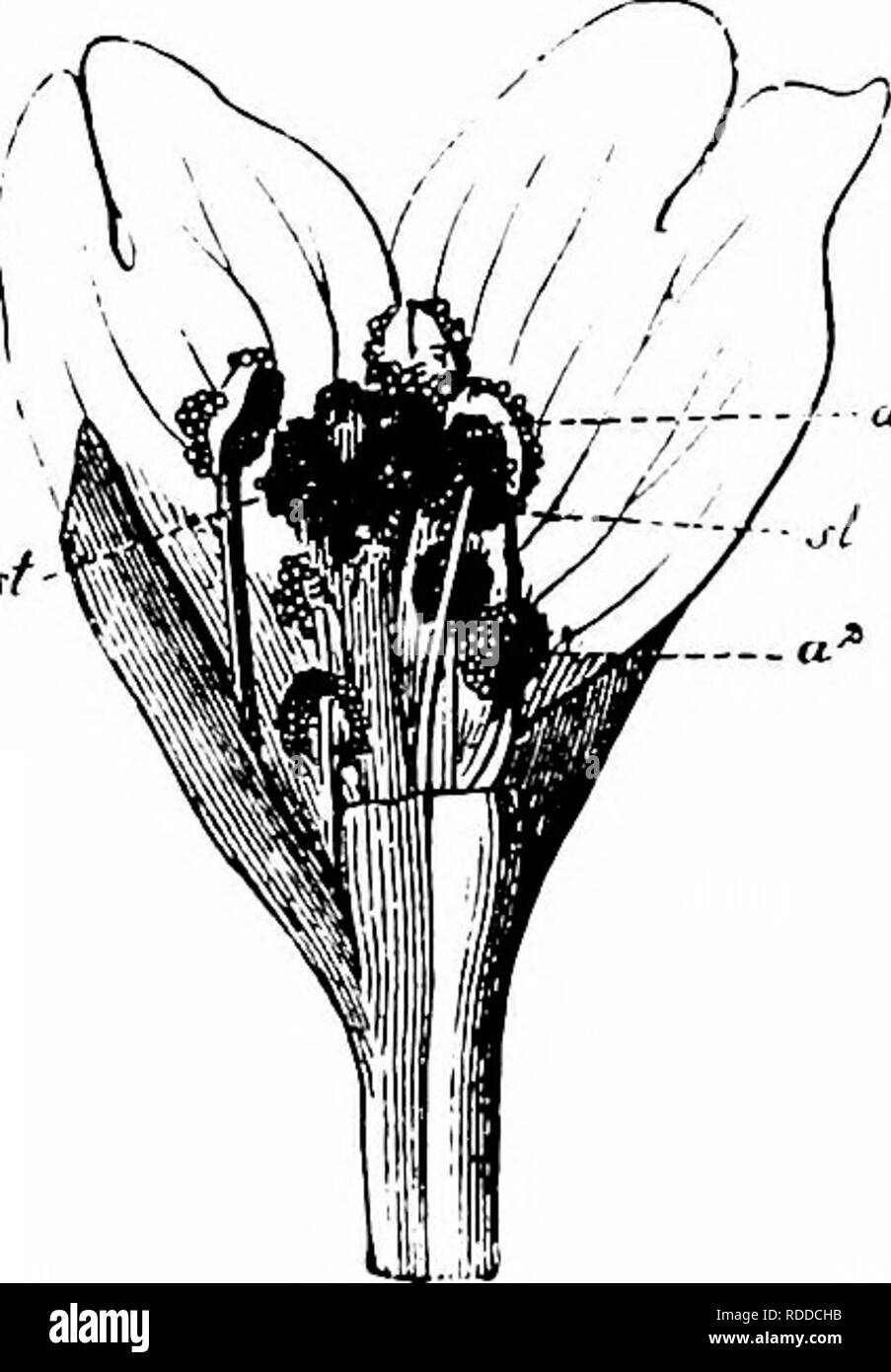 . Manuale di impollinazione dei fiori : basato su Hermann Mu?iler di lavoro "La fertilizzazione di fiori da insetti' . La fecondazione di piante. 444 UN NGIOSPERMA E-DICOTYLEDONES oltre alle scorte ermafroditi vi sono alcune femmine. I loro fiori possiedono stami, ma le antere non dehisce. Schulz gynomonoecism osservati più raramente gynodioecism. Kerner dice che il meccanismo di fiori non differisce sostanzialmente da quella di E. angustifolium. Visitatori.-ho osservato quanto segue al Gliicksburg (' Bloemenbiol. Bijdragen ').- A. Diptera. Syrphidae: i. Eristalis tenax L., po-dvg. B. imenotteri. Foto Stock