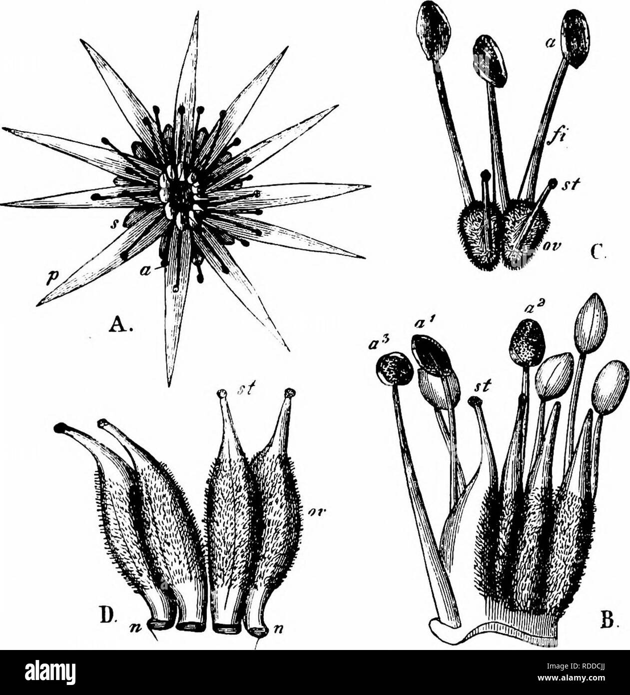 . Manuale di impollinazione dei fiori : basato su Hermann Mu?iler di lavoro "La fertilizzazione di fiori da insetti' . La fecondazione di piante. Piante succulente | Dicotiledoni 429 l abbondante nettare viene secreto da un disco sotto ttie pistillo ed è protetto dalla pioggia da peli. Visitatori.-Herm. Wiiller afferma che il nettare è appositamente cercato fuori dalle api (8 specie), più raramente Ichneumonids (MI), beedes (MI), e si passa il mouse-vola (2). .Schuiz parla di mosche, api e Lepidoptera come frequente; coleotteri come meno così. loio. S. Funckii F. Braun. (Herm. Muller, ' Alpenblumen", pagg. 84-6).-i fiori di questa specie sono anche pr Foto Stock