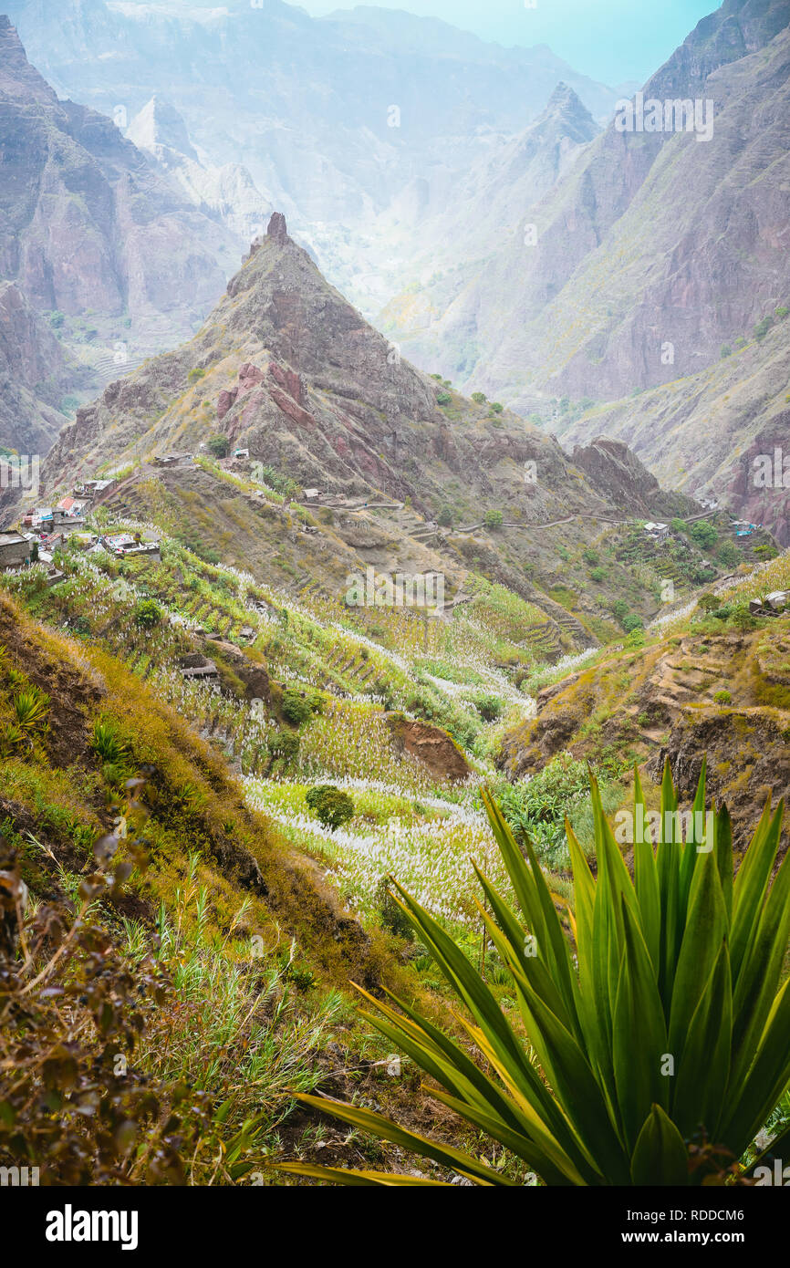 Yucca piante e canna da zucchero sul percorso di trekking verso picco di montagna di Xo-xo valley. Santo Antao isola, Capo Verde Foto Stock