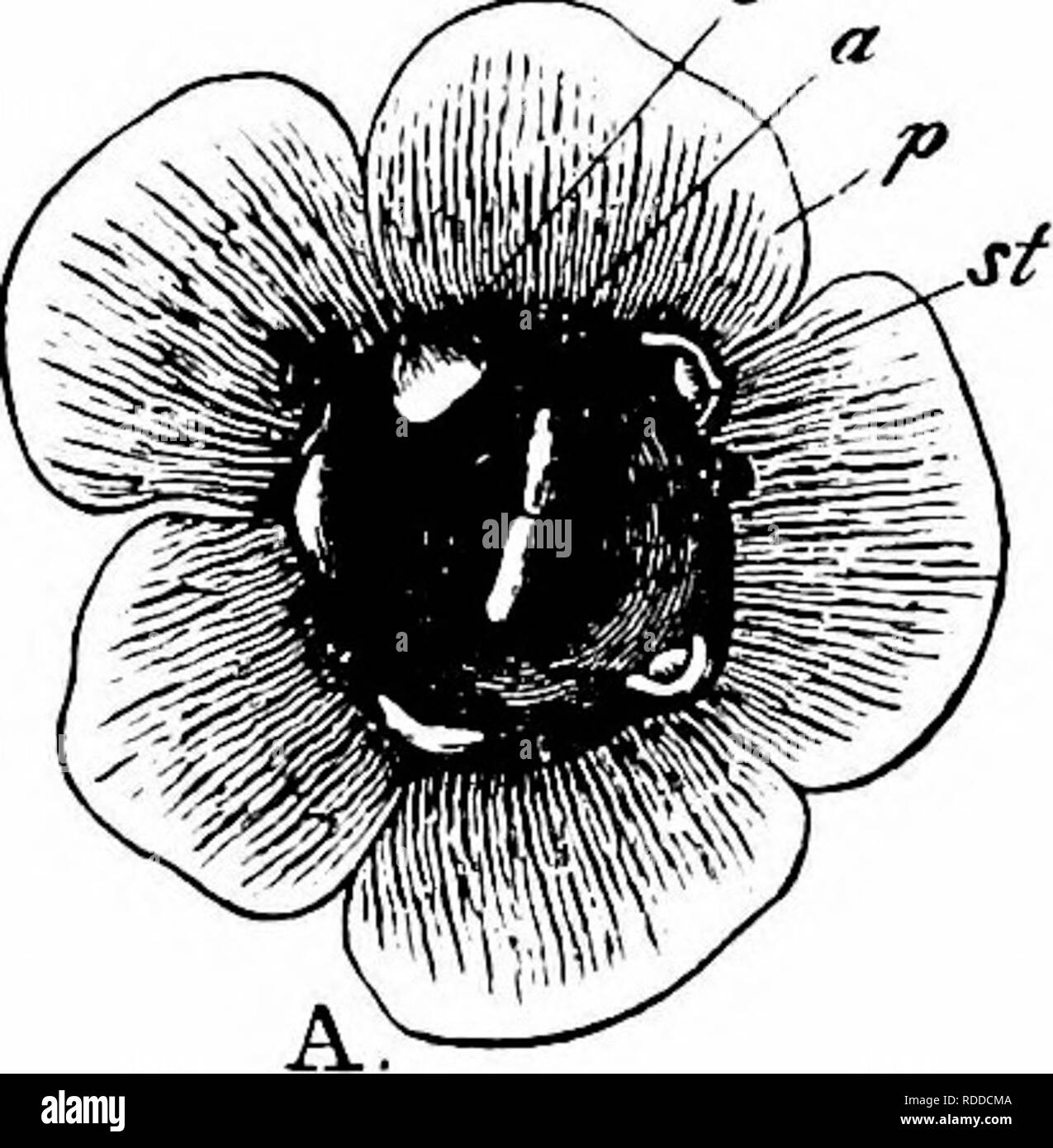 . Manuale di impollinazione dei fiori : basato su Hermann Mu?iler di lavoro "La fertilizzazione di fiori da insetti' . La fecondazione di piante. 420 Angiospermae Dicotyledones-Hermann IMuller come homogamous. Come in altre specie, la fertilizzazione incrociata è favorita quando gli insetti visita i fiori, ma automatic self-impollinazione avviene facilmente dovrebbe non riescono a farlo. Visitatori.-danno. Muller notato 2 hover-mosche. 990. R. niveum DC. (Loew, ' Blutenbiol. Beitriige,' I, pagg. 11-14.) - Loew osservato che le api che visitare il pro- tandrous (Abbassa di questa specie inserire loro- pro- boscis appena abov Foto Stock