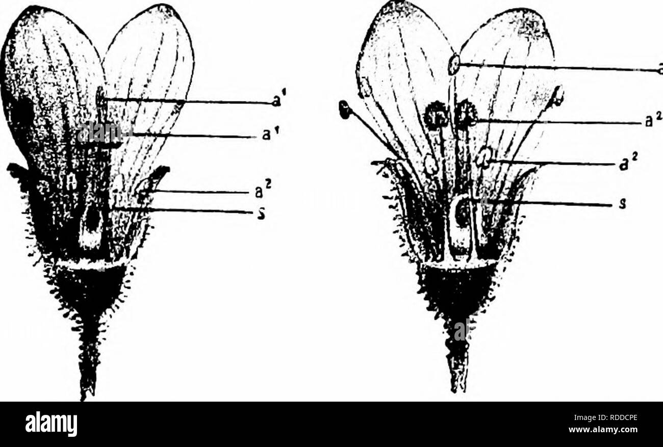 . Manuale di impollinazione dei fiori : basato su Hermann Mu?iler di lavoro "La fertilizzazione di fiori da insetti' . La fecondazione di piante. SAXIFRAGEAE 405 959. S. adscendens L.-il nettare è esposto in questa specie. Kerner descrive i fiori come protogynous. In un primo momento solo le stigmate sono maturi, in modo che l'impollinazione incrociata può avvenire; più tardi sull'esterno antere piegare le stigmate, e versarono il loro polline su di essi, in modo che in mancanza di insetto-visite automatic self-impollinazione potrebbe essere effettuata. Nella terza fase dell'antesi le stigmate inaridirsi, mentre quello interno antere dehisce e offrire loro Foto Stock