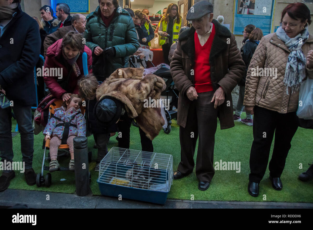 Madrid, Spagna. 17 gen 2019. Una famiglia con una papera in gabbia a la tradizione di San Antonio Benedizione animali Credito: Alberto Ramírez Sibaja/Alamy Live News Foto Stock