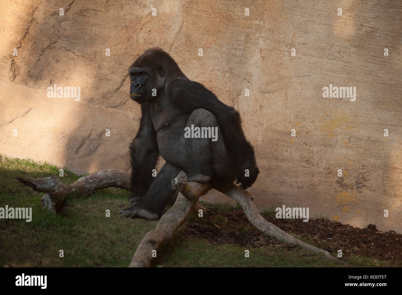 MALAGA, Spagna. 18 gennaio, 2019. Un maschio di gorilla di nome 'Eccho' è visto nel suo involucro in corrispondenza Bioparco di Fuengirola, vicino a Malaga. Gli altri gorilla di nome Bu è stato portato dal Chessington Zoo di Londra con lo scopo di dirimere un gruppo di gorilla di allevamento al Bioparco di Fuengirola insieme con la coppia corrente di gorilla vivente al Bioparco, denominato Eccho e Kim, e di continuare a preservare la specie con l'assistenza del personale di coordinamento. Credito: Gesù Merida/SOPA Immagini/ZUMA filo/Alamy Live News Foto Stock