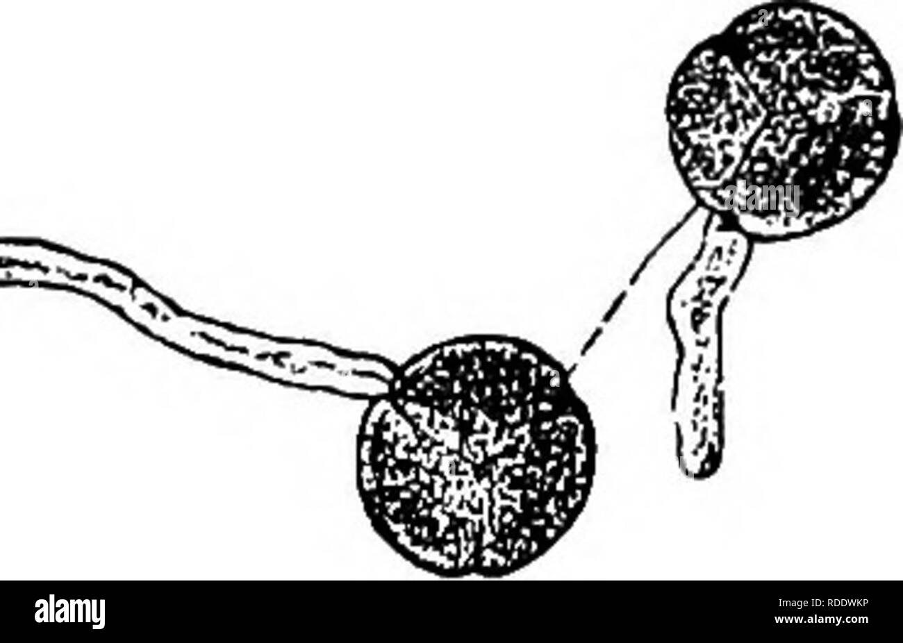 . Le malattie delle piante indotta da crittogamica parassiti : introduzione allo studio dei funghi patogeni, limo-funghi, batteri, &AMP; Alghe . Le malattie delle piante; piante parassite; funghi. CYSTOPUS. 127 osservata su Gapsella possono essere riassunte qui: il fungo attacca tutti i pezzi al di sopra del suolo e provoca un allargamento delle cellule parenchimatosi; si forma solo conidi; formazione di clorofilla è aumentato; la formazione di interfasci- ^^ cular cambio è ridotta o completamente soppresso; l intrafascicular cambio mantiene la sua attività più a lungo; accessorio hnndlp vascolare&LT;! MaVp f-.Vipir nnnparnripp • '^'°- Foto Stock