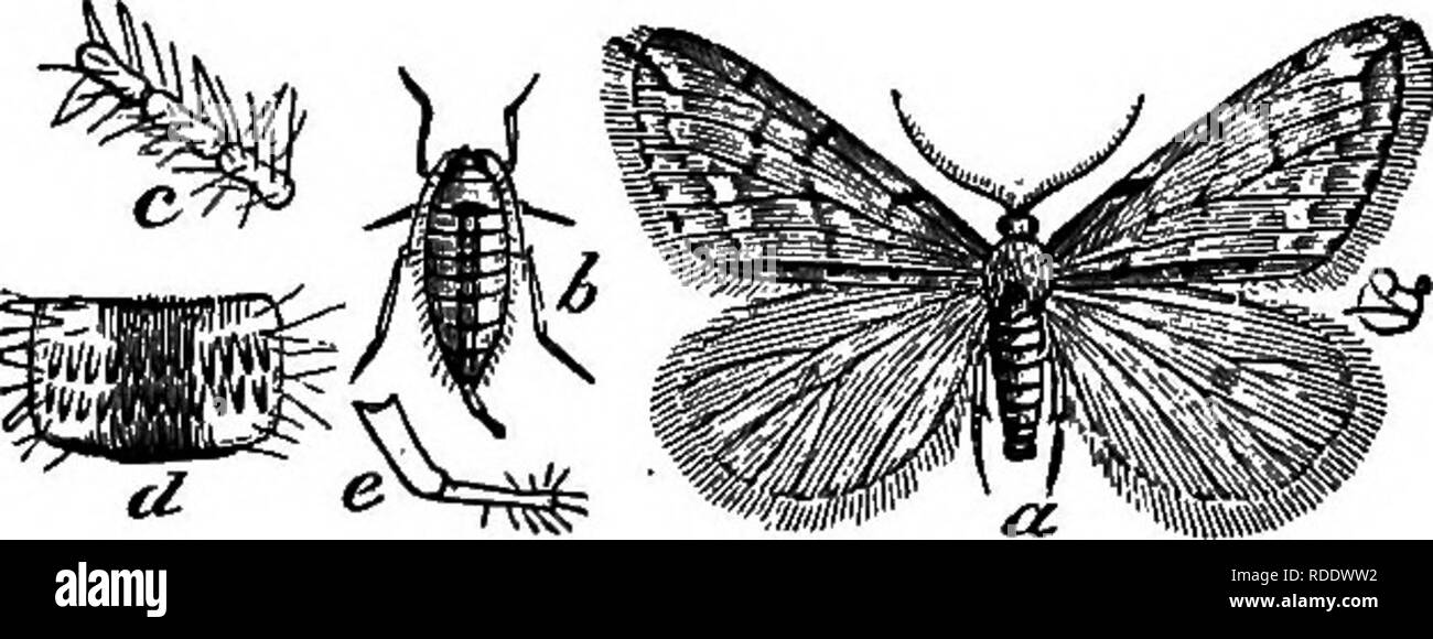 . Uccelli utili e la loro protezione. Contenente una breve descrizione dei più comuni e più specie utili del Massachusetts, con gli account delle loro abitudini alimentari e un capitolo sui mezzi di attrazione e di proteggere gli uccelli. Gli uccelli; uccelli. 234 utile uccelli.. Fig. 94.-tarma della molla tlie cankerworm; u maschio; 6, femmina; c, d^ e, dettagli strutturali. ispido nota di ogni frase più lunga, e pesantemente accentato ; l' ultimo breve e con una caduta di inflessione. In primavera questo uccello occasionalmente oscilla attorno a un cii-CLE o si innalza in aria, ripetendo le sue note molto rapidamente, con variazioni, come se un Foto Stock