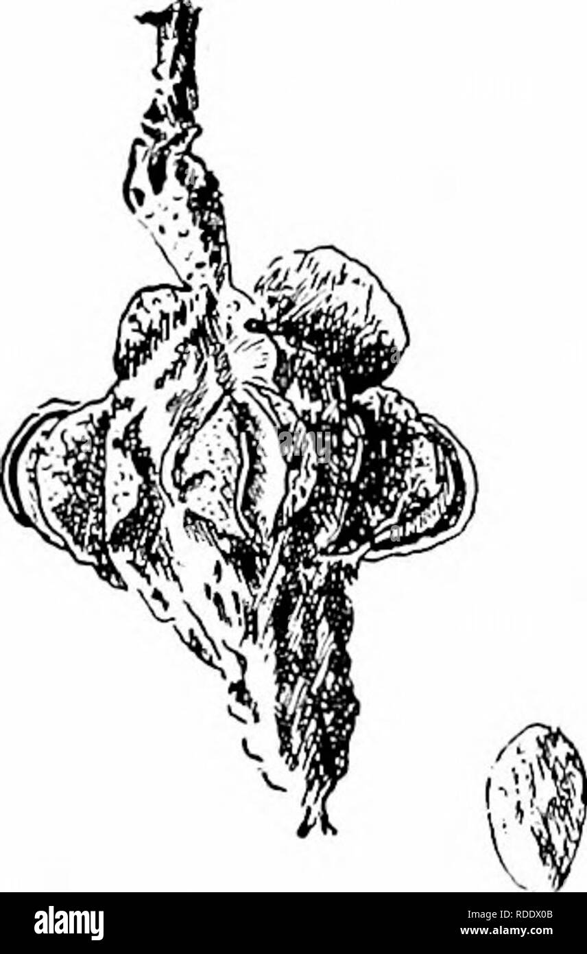 . I nostri alberi nativi e di come identificarli : un famoso studio delle loro abitudini e le loro peculiarità . Alberi. Ramo di fioritura di cetriolo-tree, Magnolia acuminati. Un tale albero avente i suoi rami ribaltato con frutta rosa pre- sents in settembre un unico e appariscente. Lo spruzzo del cetriolo, come quello di tutti i grandi-lasciato alberi, è grossolana. L'effetto del fogliame è tuttavia singu- larly ammenda, per le foglie sono di un chiaro verde brillante, disposti alternativamente lungo il ramo e breve petioled, in modo che esse possano avere un po' di movimento indipendente, e il ramo oscilla come un intero quando si sposta Foto Stock