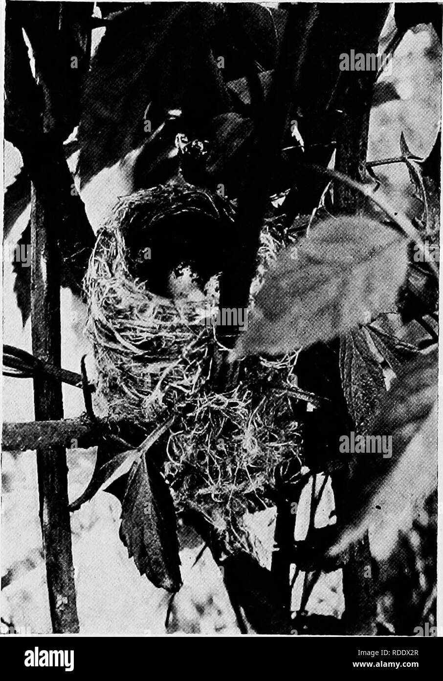 . Gli studi della telecamera di uccelli selvatici nelle loro case . Gli uccelli e la fotografia di uccelli. • ^^'0. Maiale. 18S. Nido di giallo trillo. fibre in crotches di boccole, non rery alta al di sopra del suolo. Uno dei più bei nidi che io abbia mai visto è stato realizzato bj' una coppia di questi uccelli. Esso si trovava neir un lettino- ton mill e al di fuori dei nidi era composto interamente di bianco di neve, cotone, all'interno essendo rivestita con il solito crine.. Si prega di notare che queste immagini vengono estratte dalla pagina sottoposta a scansione di immagini che possono essere state migliorate digitalmente per la leggibilità - Colorazione e aspetto di queste illustrazioni m Foto Stock