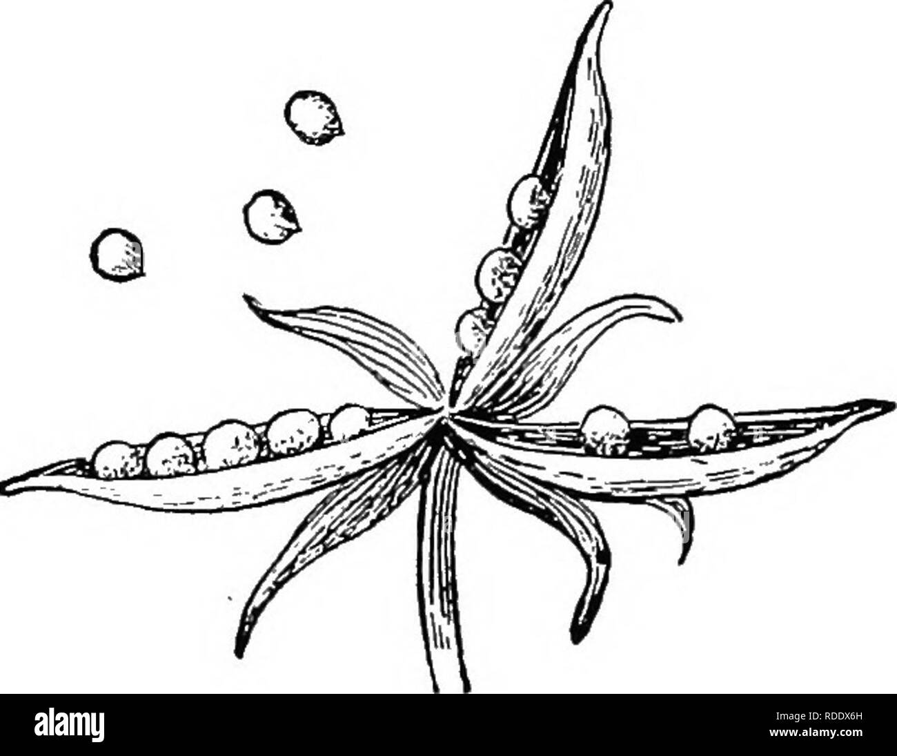 . Botanica agricola per gli studenti . La botanica. Semi sparsi da meccanismi esplosivi 87. Fig. 89. - I tre-pod valvolata del ^'iolet gettando i suoi semi. Molto ingrandita. Dopo Beal. raccogliere sulle ruote di carri e sono portati per le autostrade o ad altri campi. Macchine di trebbiatura sono importanti agenti in semi di scattering, nel loro viaggio attraverso il paese semi di vari tipi sono urtato da loro sementi e i campi e le autostrade. L uomo si disperde molte erbacce da semina seme immondo. Sementi di trifoglio, erba medica, sementi da prato, frumento, avena, ecc., sono spesso ob- tained da lontane membri o anche Foto Stock