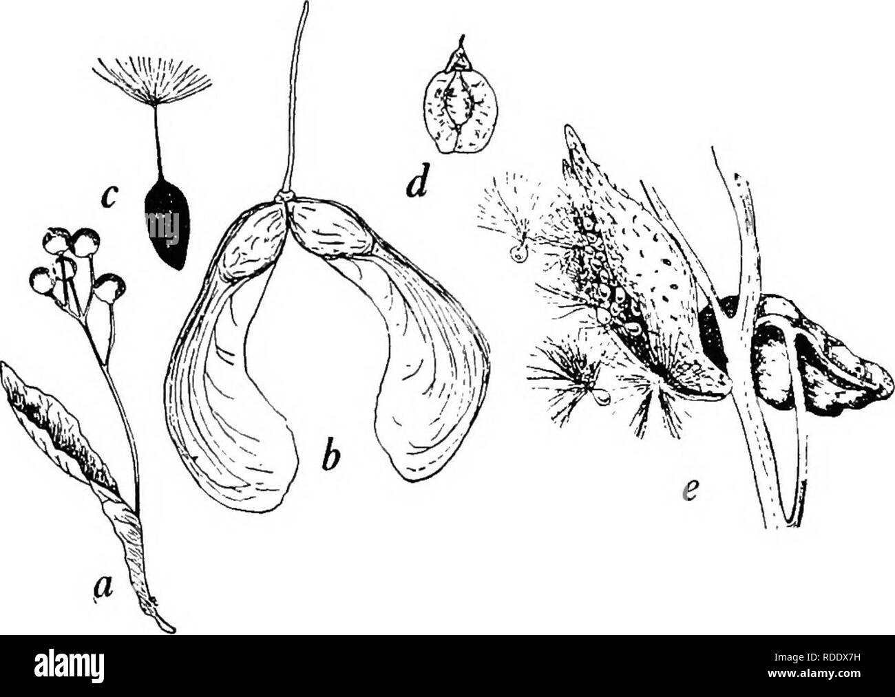 . Botanica agricola per gli studenti . La botanica. Semi e frutti portati dal vento 83 il Thistle, Tarassaco, lattuga selvatica, Fireweed, Ironweed, bianco erbaccia, Fleabane, e altri, le ciocche di capelli pelosa sulla piccola frutta secca in cui i semi sono racchiusi abilitare i frutti con i semi per essere sollevato e portato molte miglia dal vento. In Milkweeds, i semi portano i peli lunghi che li rendono facilmente trasportati dal vento. In alcune piante, come nel arricciata e Dock liscia, cenere, olmo e acero, i frutti sono alati e facilmente portato via da un Passing Breeze. I frutti di alcune. Fig. 85. - Così Foto Stock
