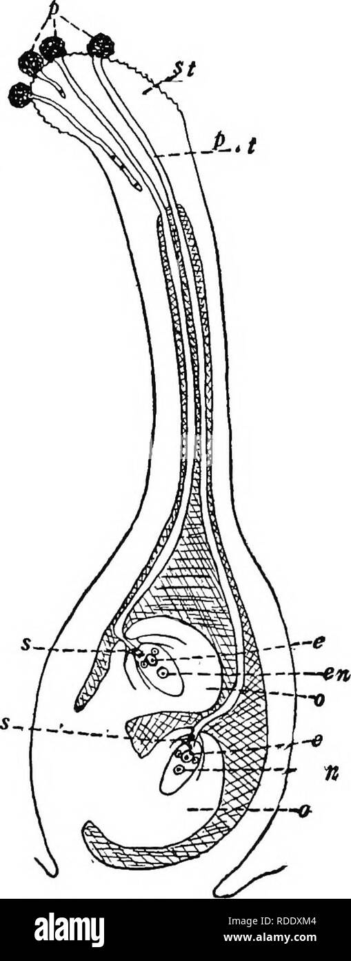 . Botanica agricola per gli studenti . La botanica. Fig. 49. - I granelli di polline nelle diverse fasi preparatorie alla fecondazione. A vista della superficie di un granello di polline; B, sezione attraverso il granello di polline in uni-stadio nucleata; C, sezione attraverso il granello di polline che mostra il nucleo suddiviso in generative (g) e il nucleo del tubo (l); D, polline formatura del tubo in cui i due nuclei hanno superato; E, tubo più sviluppati e nucleo generativo diviso in due spermi (&LT;;), molto ingrandita. Fig. 50. - Lo schema di una lunghezza- saggio sezione attraverso il pistillo di trifoglio rosso, mostrando i budelli pollinici trav- ersing lo stigma di un Foto Stock
