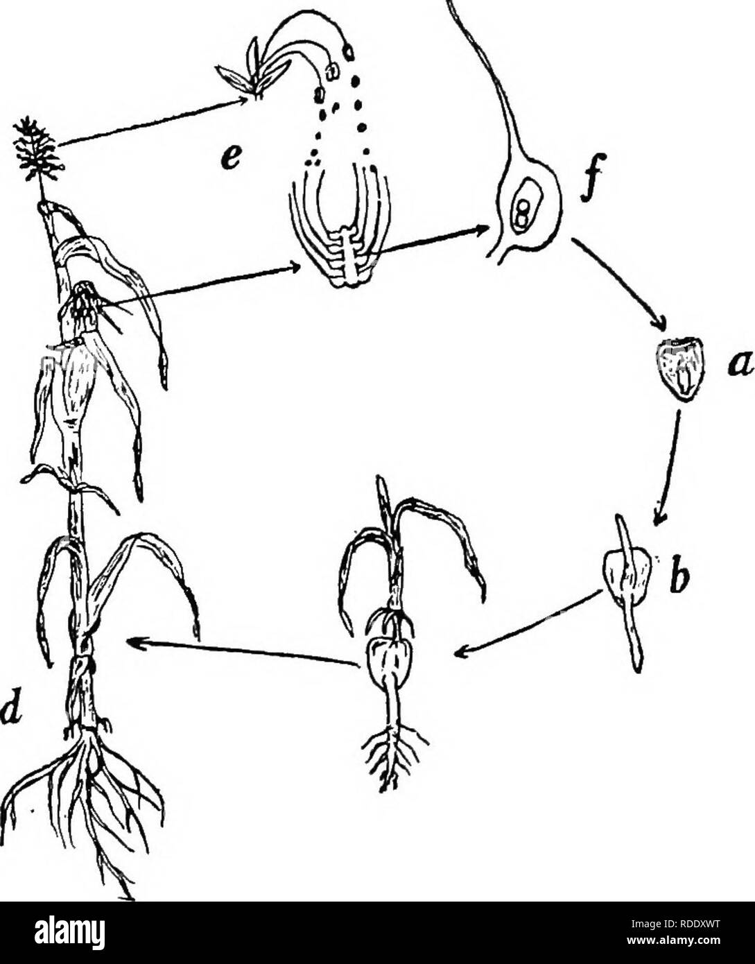 . Botanica agricola per gli studenti . La botanica. Ciclo di vita di piante fiorite 7 stadi di sviluppo. La piccola pianta di mais, chiamato embrione o germe, che troviamo nel kernel di mais, non ha un aspetto molto come la pianta che porta fiocco e orecchie. Dall'embrione al fiore e stadio di sementi, molte cose avvengono. La serie di eventi che hanno luogo nello sviluppo di un embrione di una pianta matura costituisce il ciclo di vita di un impianto. A partire da. Fig. 1. - Ciclo di vita come illustrato dall'impianto com, un, matura kernel; 6, la germinazione; successivamente, pianticella; d, pianta matura composto da radici, steli, Foto Stock