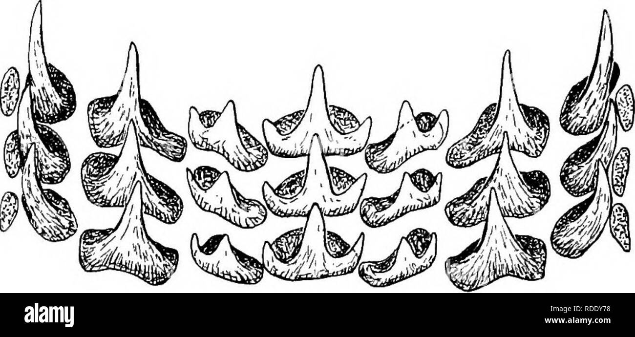 . L'anatomia del comune di calamari Loligo pealii, Lesueur. Calamari; molluschi. 33 della chitina sono supportati da un robusto foglio di tessuto connettivo, noto come la membrana subradular. Al fine ventrale del radular sac il dente porzione di appoggio di questa membrana viene riflessa verso il basso sopra la superficie inferiore del odontophore tra di esso e la lingua, mentre la porzione priva di denti dell'mem brane- viene riflessa indietro oltre i lati e la parte superiore del odontophore. I denti (testo figura 12) sono disposti in sette longitudinali e un numero indefinito di righe trasversali. Ciascuna fila trasversale è costituito da un Foto Stock