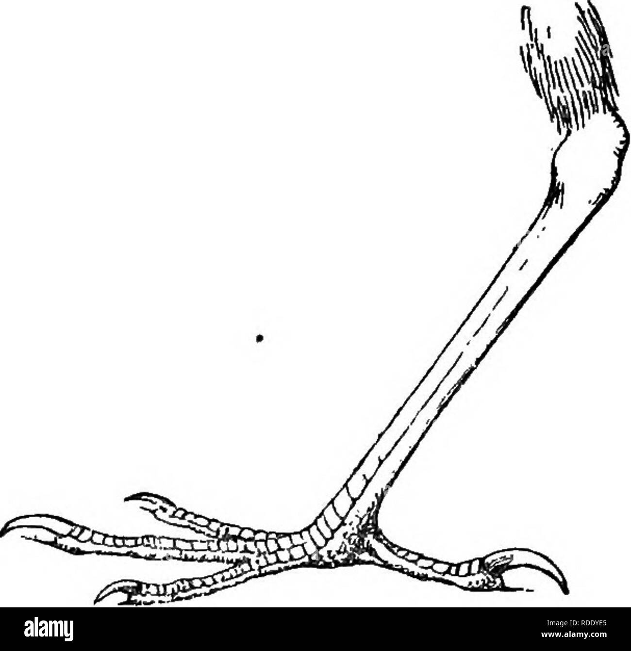 . Gli uccelli della Guiana britannica, basato sulla raccolta di Federico Vavasour McConnell. Gli uccelli. Fig. 38.-JSylopezus perspicillata. In questo genere di bill è proporzionalmente piccola, la parte esposta del culmen essendo circa pari alla hind toe e artiglio, e leggermente agganciate in corrispondenza della punta della mandibola superiore. L'ala è arrotondato, la terza, la quarta, la quinta e la sesta primari e più lunga circa uguale, la seconda pari a circa il settimo. La coda è breve, essendo solo un terzo più lungo del esposto culmen. Il tarso è due settimi più lungo della coda. La hind toe e artiglio sono circa quattro quinti il leng Foto Stock