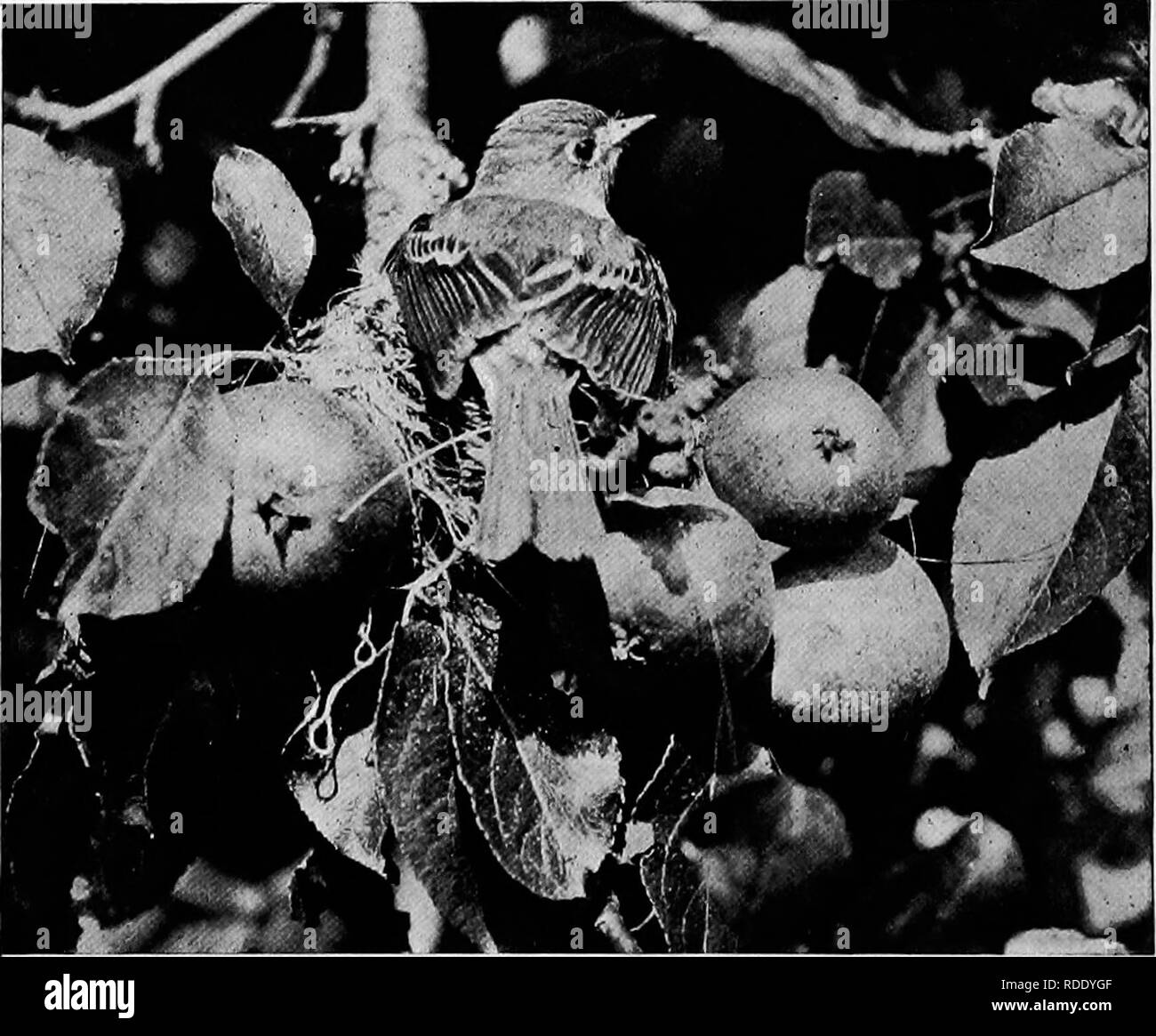 . Gli studi della telecamera di uccelli selvatici nelle loro case . Gli uccelli e la fotografia di uccelli. 64 scamone e uno sulla fronte, entrambi dei quali sono molto facilmente visibile anche durante il volo. Althougli liave ho visto e sapere di un grande molti di loro siglits nesting le mie esperienze fotografiche con questi uccelli sono limitati a un solo tentativo. I nidi erano sotto il cornicione di un grande fienile completamente trenta piedi sopra la terra; il tempo e le condizioni mi ha costretto a tenere la fotocamera graflex fuori di una minuscola finestra ed eseguire le esposizioni in una più scomoda atti- tudine. Le uova di questa specie sono proprio come quelli del granaio Swallow,-whit cremosa Foto Stock