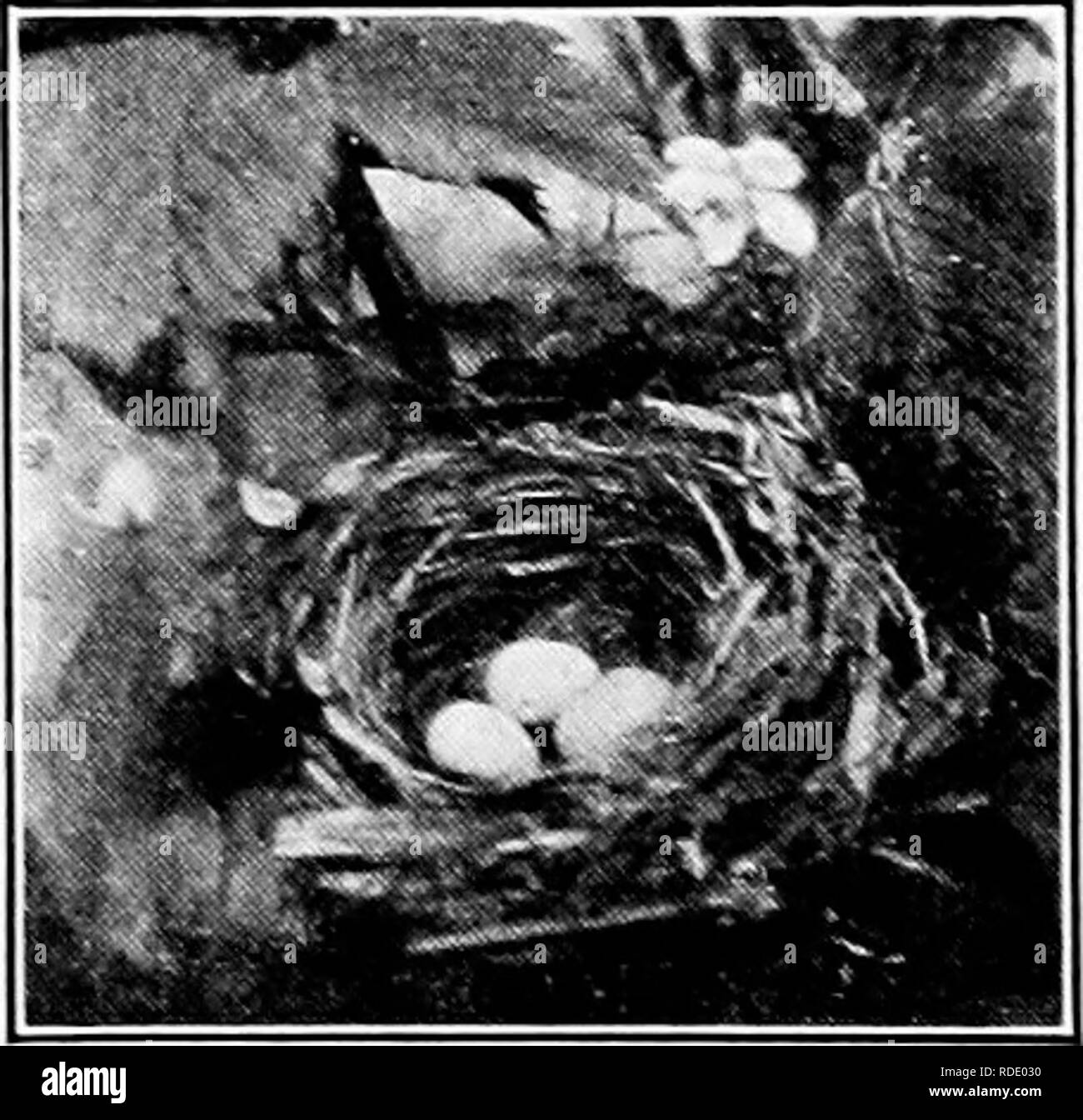 . Homing con gli uccelli; la storia di una vita di esperienza personale con gli uccelli. Uccelli. ogni gregge di cowbirds in esistenza. Qui, ancora una volta si tratta di un sentimento di più sciocco e disastrosa tipo, che ^^-ill proteggere un uccello di no ^alore in alcun modo sulla terra, un uccello songless di abitudini disgustoso, con absolutelv nulla alla sua. Red-eyed vireo's Nest che ha perso due uova per il cow-bird's uno Indigo finch nido dove cowbird distrutto due uova nella collocazione di uno. ble la prova che ha ucciso tre mascherati capinere, due red-eyed un'ireos e uno blu finch, mi sento ampiamente giustificata in de- manding di lei Foto Stock
