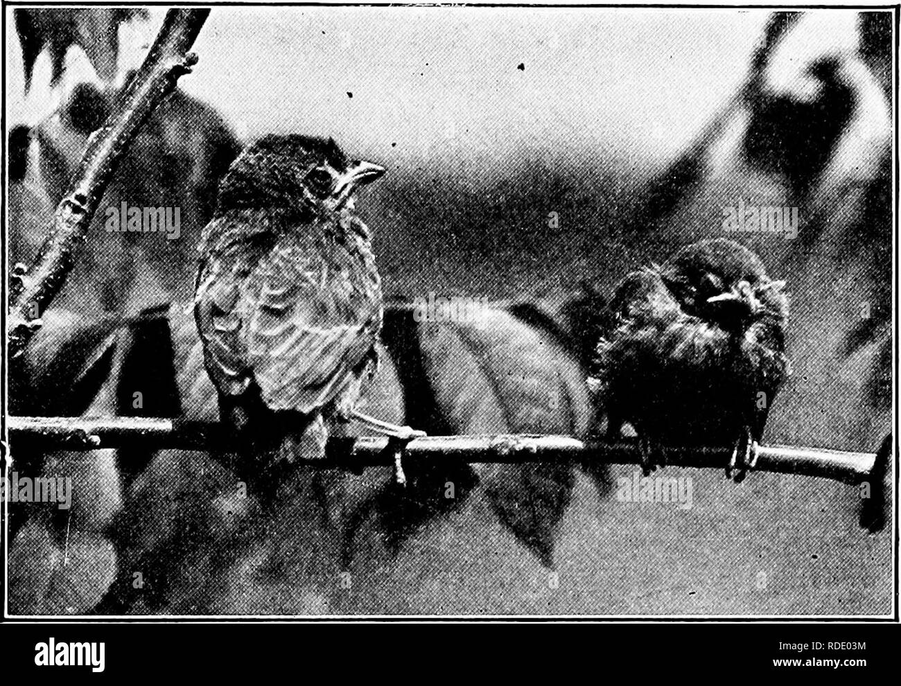 . Homing con gli uccelli; la storia di una vita di esperienza personale con gli uccelli. Gli uccelli. Dobbiamo pagare il nostro debito? 369 PROTEZIONE. Mi auguro sinceramente che ogni Stato dell'Unione renderà un reato per qualsiasi per- figlio per essere trovati harboring inglese passeri nei loro locali. Di tutti gli stolti sentimento che. Per portare questo -coppia di giovani cowbirds al loro stato attuale, nero tre-ivarblers mascherato, due red-eyed vireos, e due indigo fringuelli sono stati messi fuori di esistenza dalla madre cowbird. non è mai stato promosso a scapito del nostro benessere in questo paese, il sentimento che protec Foto Stock