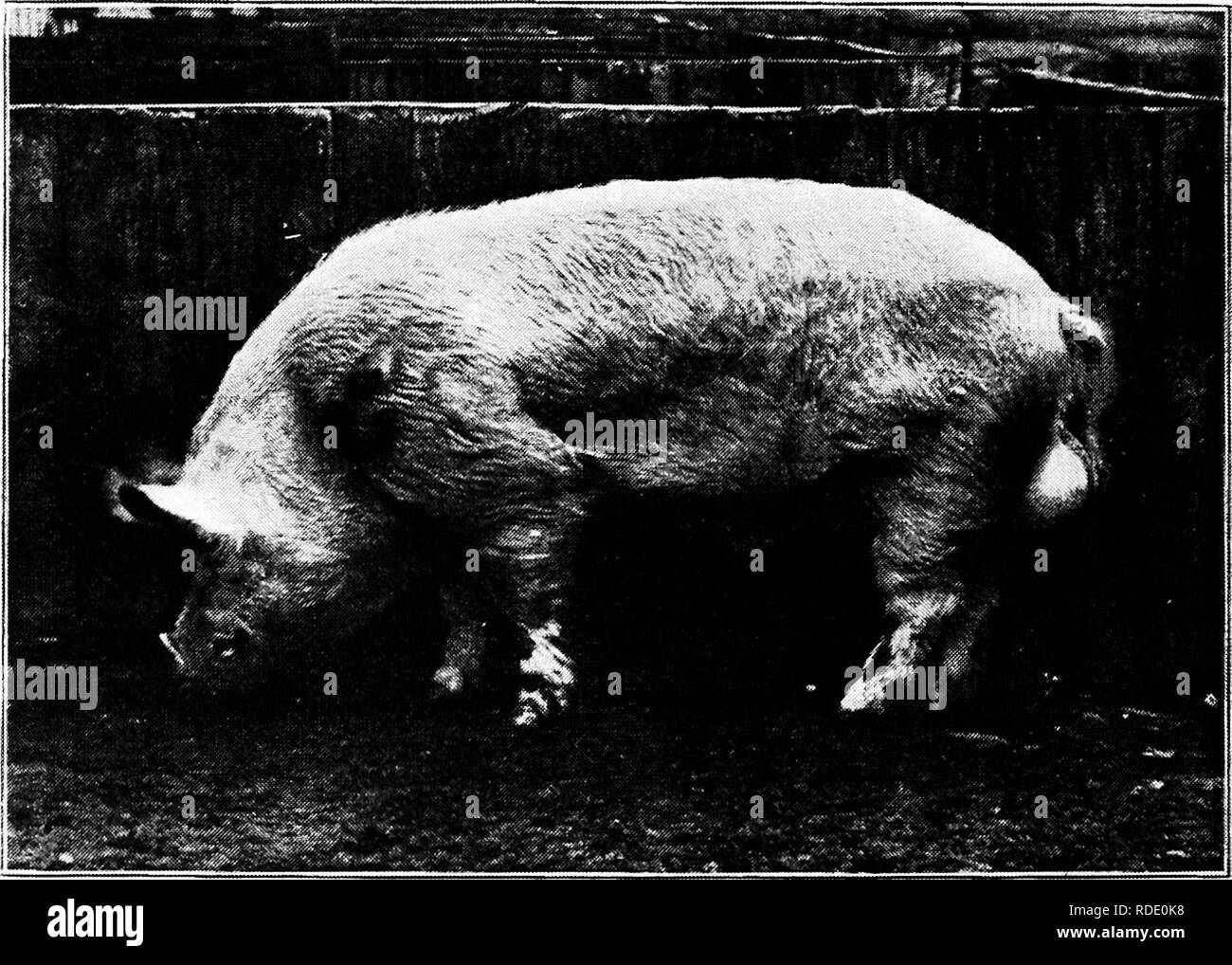 . Suina : un libro per gli studenti e gli agricoltori . Suina. Yearling grandi Yorkshire seminare, "Estate Hill Topsy 9th," un vincitore presso la Minnesota State Fair, 1905. Presentato da T. H. Canfield, il Parco del Lago, Minn. Allevati da D. C. Flatt &AMP; Figlio, Millgrove, Ont. presente SOW pesato 650 libbre nella sua forma yearlirg, e è un smooLh, lunghi seminare di eccellente qualità.. Di età compresa tra i grandi Yorkshire cinghiale, "Quercia Lodge Royal Canadian", di proprietà dell'Ontario Agricultural College, Guelph, Ont. La foto mostra il cinghiale in luce le condizioni di allevamento. Egli è un lungo, smrolh cinghiale, con forte osso di buona qualità Foto Stock