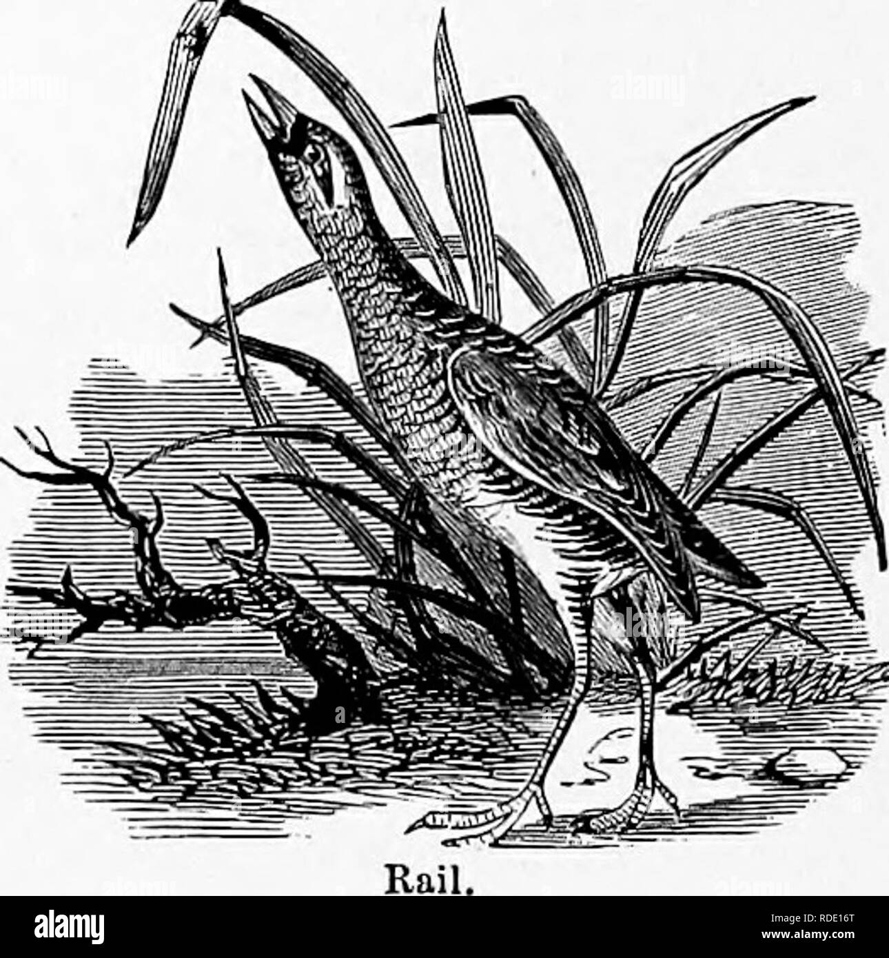 . I nostri uccelli; una familiare di storia naturale degli uccelli degli Stati Uniti. Gli uccelli. 210 OURSORES. Questo è molto osservabili in Virginia rampa la fea- thers formando una spessa, chiudere e quasi impenetrabile copertura, proteggendola dall'acqua, in cui non solo si wades a una profondità considerevole, ma anche nuota con grande facilità. Questo uccello è estremamente attivo sui suoi piedi e su un livello eseguire sarebbe quasi. a confronto per un uomo. Se perseguita da un cane che verrà eseguito per un breve tratto e poi tack circa o salirà sull'ala e con le gambe penzolanti volare qualche decina di metri e poi la goccia Foto Stock