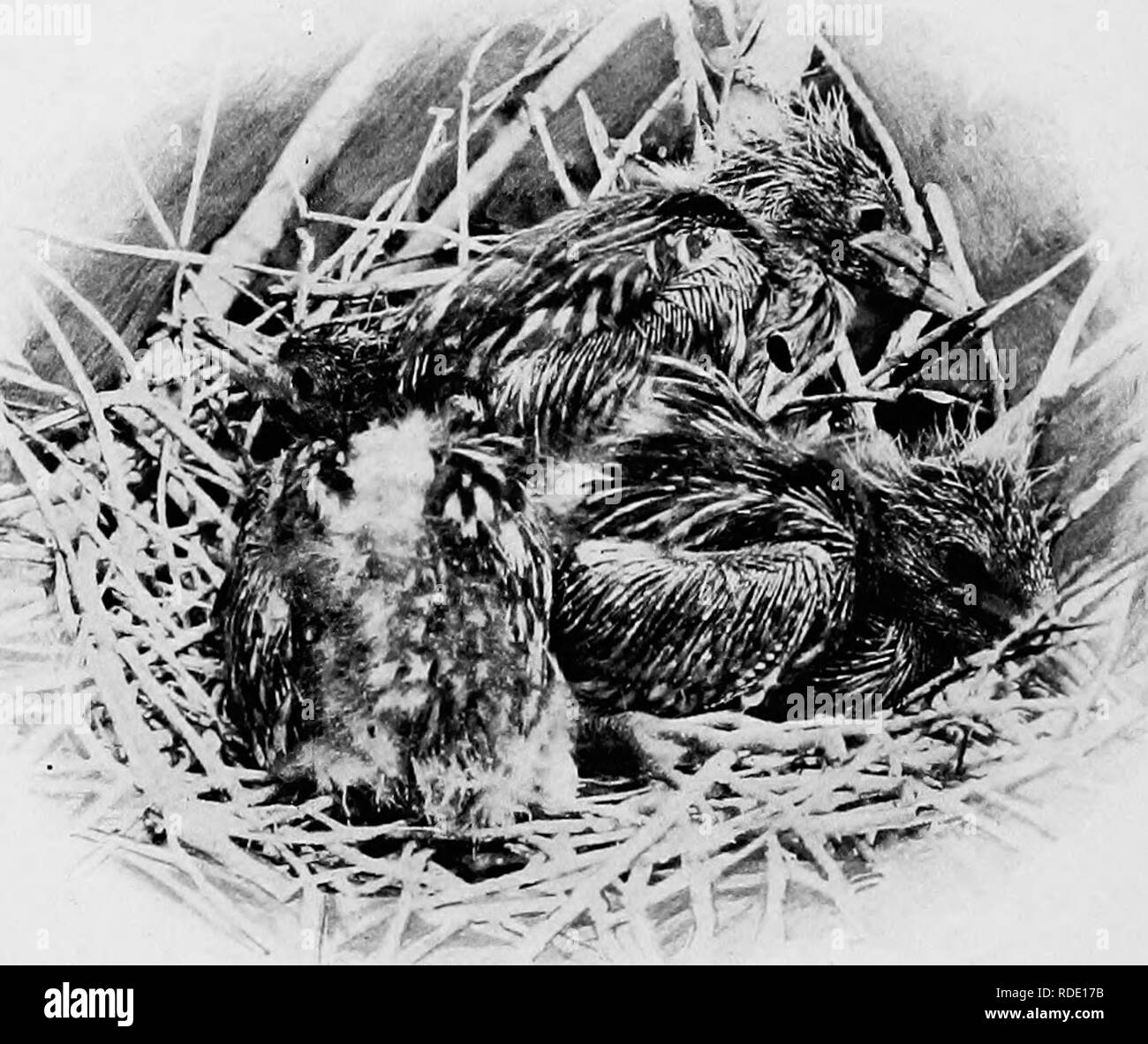 . Bird Studies con una telecamera : con capitoli introduttivi sul vestito e metodi del fotografo di uccelli . Gli uccelli e la fotografia di uccelli. 82 Bird Studies con una telecamera e con la testa abbassata correva attraverso il sottobosco con sorprendente rapidità. Con quelli che erano più giovani, tuttavia, la mortalità erano evidentemente grandi e, vedendo le decine di uccelli morti sulla terra sotto il nido gli alberi da cui avevano. 41. Giovani Nitticore nel nido. Siiine :è No. 42. caduto, uno ha messo in dubbio che questa abitudine di nidificazione alta in alberi non aveva, per motivi di protezione, stato recentemente acquisito da un Foto Stock