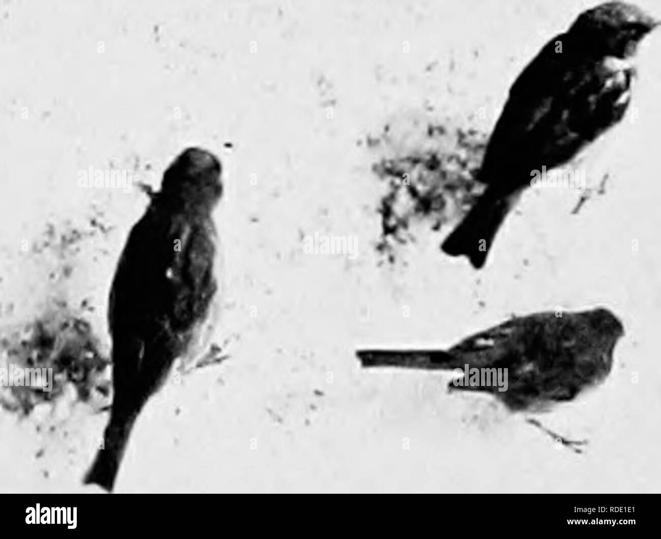 . Bird Studies con una telecamera : con capitoli introduttivi sul vestito e metodi del fotografo di uccelli . Gli uccelli e la fotografia di uccelli. Foto degli uccelli inizia a casa 41 plislied cantanti. In aggiunta alla insistente, reiter- ated, chissick chissick, whicli costituisce la canzone del maschio, uno presto impara a riconoscere le chiamate di avvisare- ing, allarme, volo, battaglia e il fischio morbido che l'uccello pronuncia quando si avvicina il suo nido-l'unica nota musicale nel suo vocabolario. Quick a notare la minima deviazione dalla né- mal condizioni. Casa passeri sono difficili gli uccelli #. 20. Casa Sparr Foto Stock