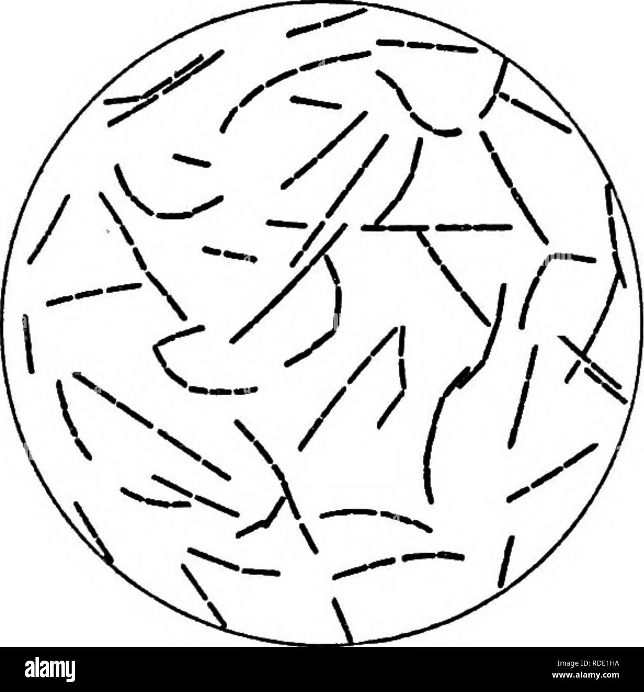 . Malattie delle api. Le api. Fig. 1.-spore di Bacillus larvae. (McCray (SI) Fig. 2.-asta vegetativa forma di Bacillus larvae. (Bianco (SS)) sono stati descritti in modo accurato e differenziato dalla Phillips (37), definito nuovi nomi di essere utilizzato per la prima volta al fine di eliminare la confusione, come segue: Ameri- può peste, precedentemente noto come "peste" ("Solitamente le larve sono attaccati a circa il tempo di tappatura, e la maggior parte delle cellule contenenti larve infette sono state tappate"); e peste europea, originariamente chiamato "nero" di covata ("Questa malattia attacca le larve orecchio Foto Stock