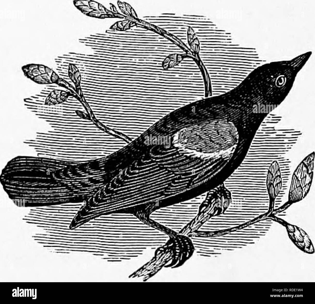 . I nostri uccelli; una familiare di storia naturale degli uccelli degli Stati Uniti. Gli uccelli. 88 INSESSORES. Solo le conclusioni che ci aveva attirato in riferimento alle loro reali meriti. Ogni agricoltore sa che fresca primavera arando trasforma un esercito di gruhs, vermi e larve di miriadi di insetti che, se lasciati a se stessi, sarebbe sufficiente per distruggere una gran parte del raccolto che la terra potrebbe produrre. Ma proprio in questo momento provengono le immense greggi di Ked-ali e Viola Grakles, che sono stati ugualmente oggetti dell'agricoltore di avversione e come essi sussistono quasi ex- clusively su questo Foto Stock