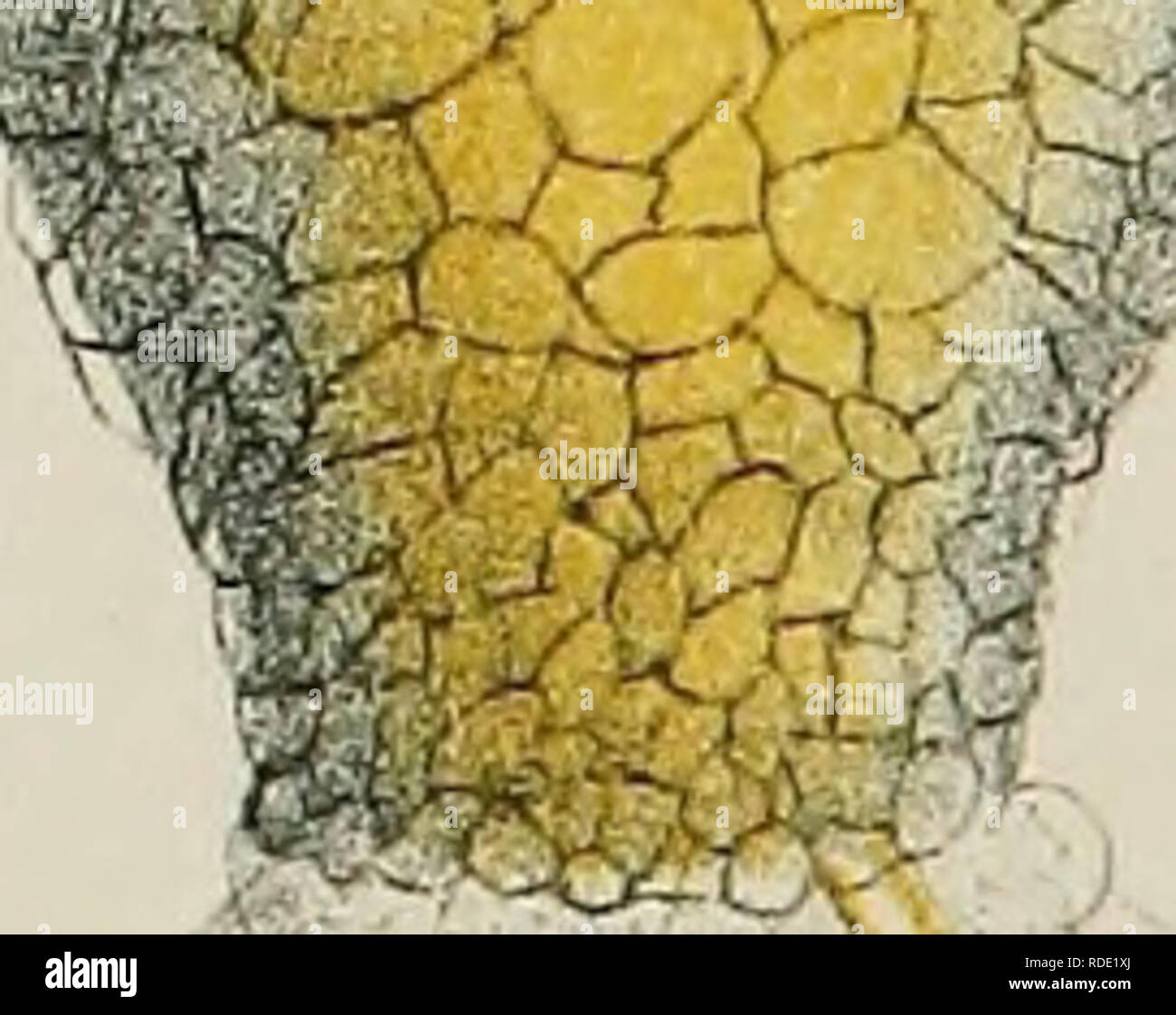 . Di acqua fresca rhizopods del Nord America. Rhizopoda; animali d'acqua dolce. fc? 'P .Xif^ ,M,{ ^i&GT;. R^5" . y^^ -?â .% ^1 ^ ^%?^^?"V^' ^se. ^' y i% V -&gt;- A./*#-dÂ"-rf *Â"ikEf / - un%:. J J03Leidy,I'"; , ; â ¢ â ¢.â , â T^&LT; Sa,cl^, * figlio, L.râ L DIFFLUGLA PYRIFORMIS 2-9 D VAS 10-16 D COMPRESSA, 17, è D CORNUTA 19-21 D. CR-ATERA 22, 23, D URCEOLATA 24- 2 0. D, acuminati... Si prega di notare che queste immagini vengono estratte dalla pagina sottoposta a scansione di immagini che possono essere state migliorate digitalmente per la leggibilità - Colorazione e aspetto di queste illustrazioni potrebbero non perfettamente assomigliano al o Foto Stock