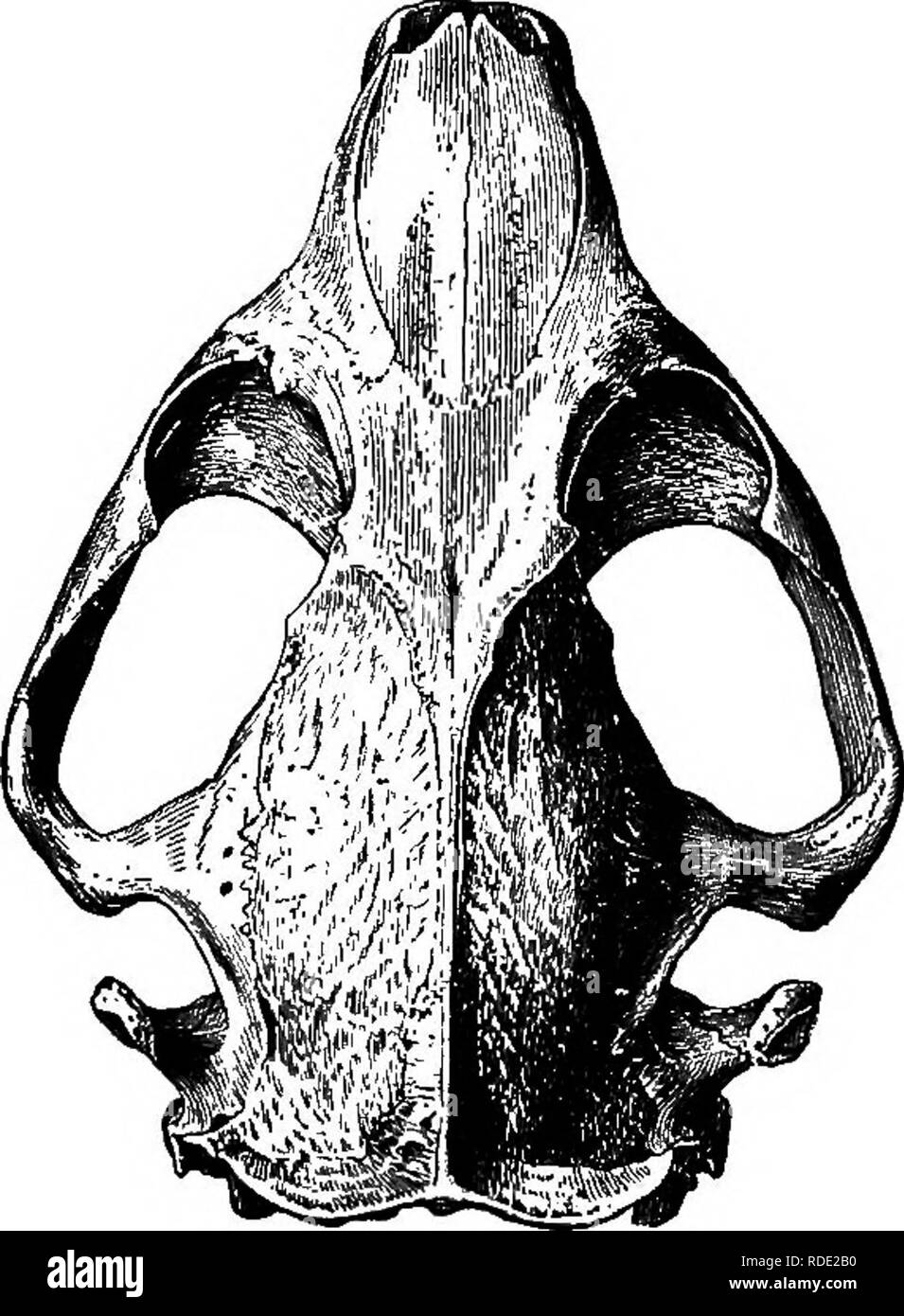 . Mammiferi del confine messicano degli Stati Uniti : un catalogo descrittivo della specie di mammiferi che si verificano in quella regione; con un riepilogo generale della storia naturale e un elenco degli alberi . Mammiferi; mammiferi; alberi; alberi; Storia Naturale; storia naturale. Mammiferi OP IL CONFINE MKXICAN. 351 quando confrontato con il castoro di Arizona e Sonora. Non vi è attualmente alcun collegamento forestale tra gli habitat di Oastor fiher e C. canadensis nelle loro rispettive gamme di geografica e conseguen- temente nessuna continuità di habitat, non vi può essere alcun dubbio quanto alla loro specifica distinzione. Foto Stock