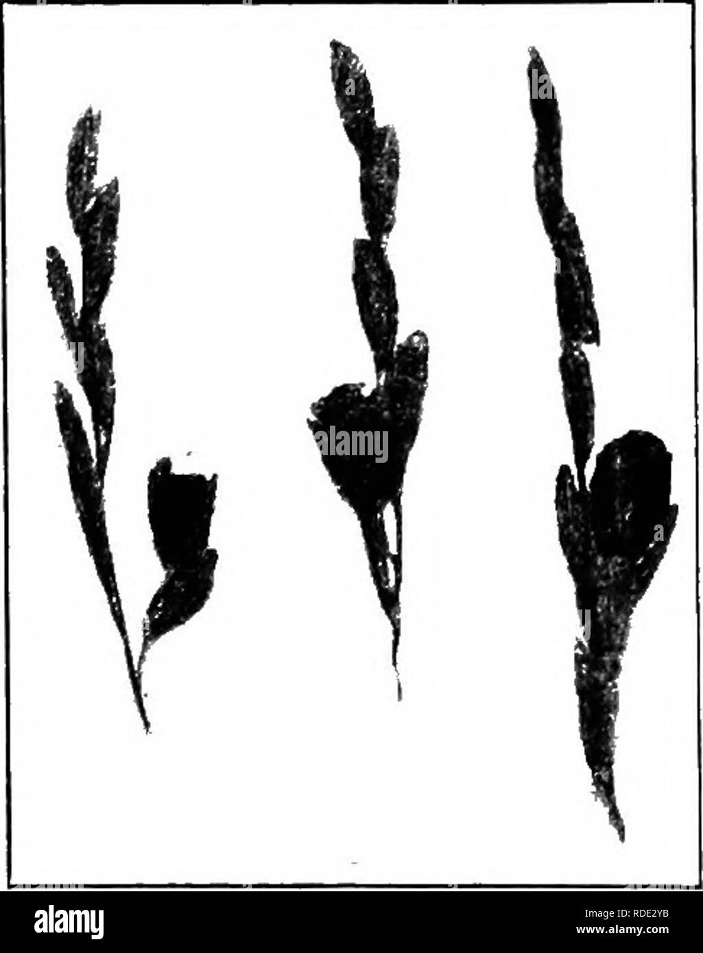 . Malattie delle piante economica . Le malattie delle piante. 354 MALATTIE DEL COMITATO ECONOMICO. Raccolto di piante indegno di mietitura. Le piante hanno attaccato più tardi jneld alcuni grani che sono di scarsa qualità della luce, facilmente rotto o soffiata via, e di conseguenza in gran parte perso nella fresatura e trebbiatura. La variazione della dimensione della granella anche in larga misura si svaluta la qualità. Molti dei capi, specialmente quelle più pesanti, cadono e alcuni campi mostrano almeno un terzo del raccolto così lasciato all'.massa. Il comitato di riso della società agricola in Carolina del Sud, marzo 1904, la perdita stimata, fino a quel momento, per essere Foto Stock