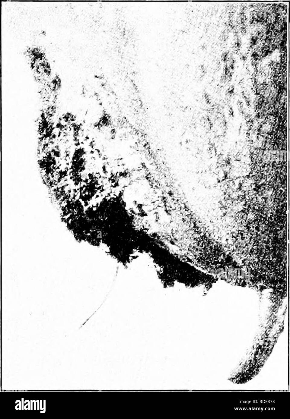 . Malattie delle piante economica . Le malattie delle piante. Vegetali e raccolti di campo 221 oidio (Erysiphe polygoni DC.)- - questa muffa del cetriolo e melone in apparenza generale è simile a quella descritta per l'uva. Essa è più com- mon sotto vetro rispetto all'aperto e qui indica troppa umidità e troppo poco ven- tilation. È sel- dom pratiche pregiudizievoli in materia. Fiori di sul- phur applicato all'acqua calda o vapore tubi in forma di pasta è utile. Avvizzimento di foglia, cer- cosporose {Cercos- pora Cucurbitoe ell. &Amp;Ev.). -Le macchie di questa malattia sono molto hke quelli di altern Foto Stock