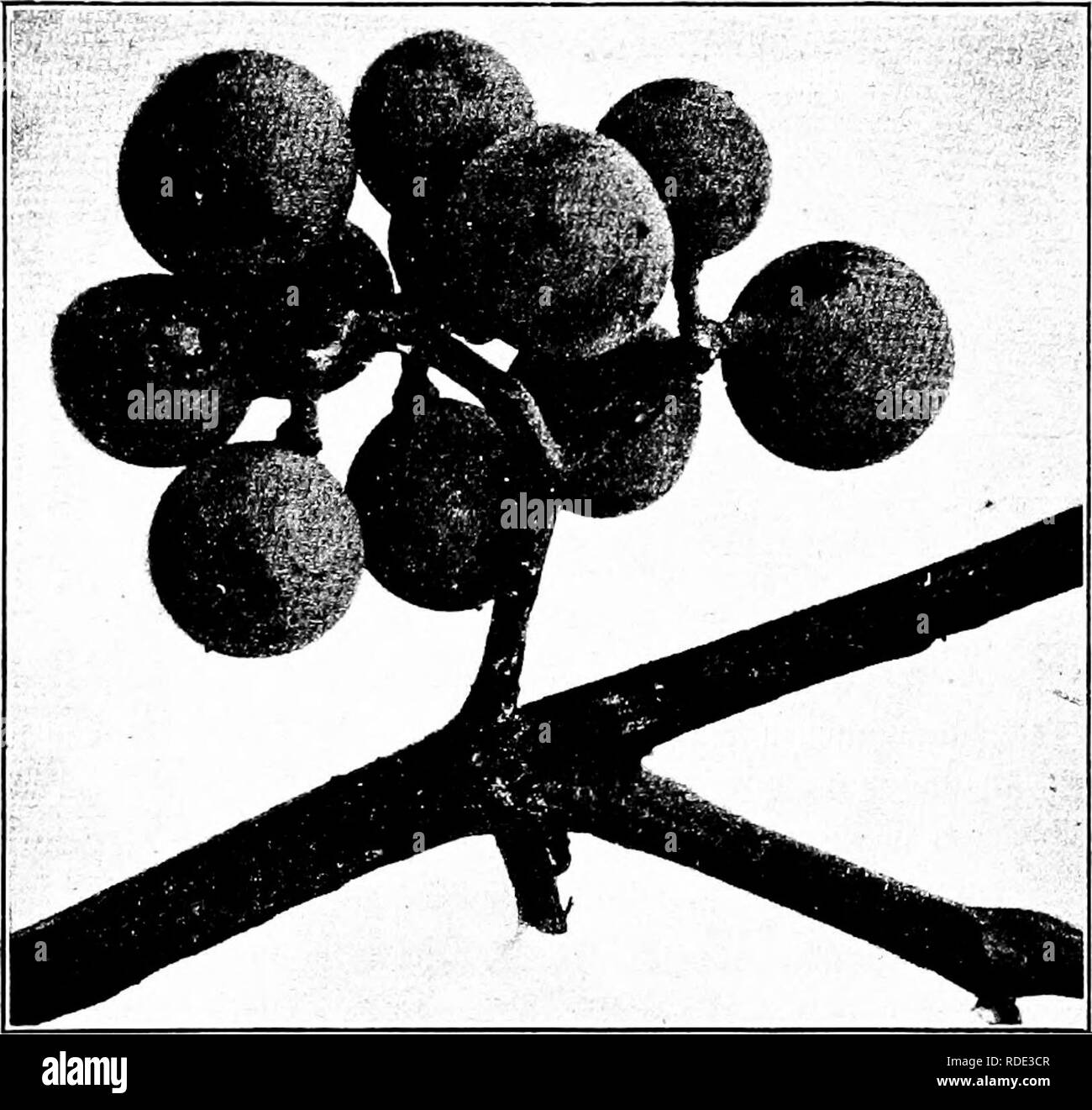 . Malattie delle piante economica . Le malattie delle piante. Piccoli frutti 169 attaccato, essi trasformano il marrone, così calhng via il nome " brown rot." Il berry in shrivels morente e diventa rugosa, ma non diventa duro e secco, come nel caso del marciume nero. La malattia è di solito più fastidiosa nella prima parte della stagione che in autunno.. Fig. 73. -D'uccello sulla frutta. Dopo il paddock. Gestione efficace richiede la spruzzatura precoce, anche se talvolta può essere trovato vantaggioso anche per proteggere le foglie dopo la raccolta per il bene futuro della vite. Miscela Bordolese o ammoniacale copp Foto Stock
