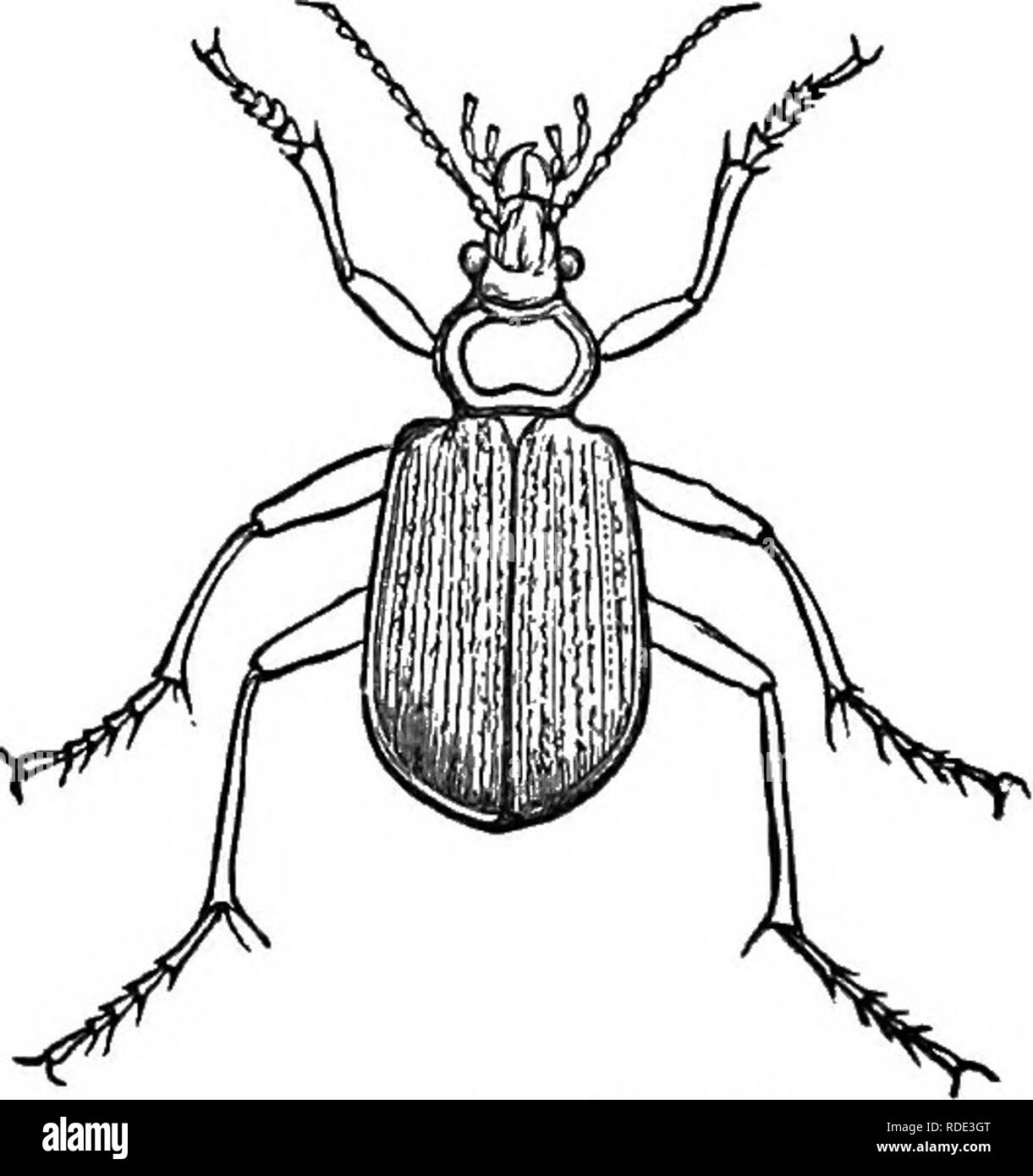 . Storia naturale degli animali. Contenente una breve descrizione degli animali figurati sul Tenney di storia naturale compresse, ma completo senza le compresse. Zoologia. 160 SI ARTICOLA: insetti. e ganasce dentate. Essi eseguire rapidamente e volare quando si avvicinò, ma presto scendete di nuovo. Essi divorano un gran numero di altri insetti per cibo, usufruendo così il coltivatore e giardiniere. Le larve larve o, sono morbidi, bianco e sono arredate con ganasce come gli adulti; e, come quest'ultima, feed su altri insetti, che proteggono da scavare buche nel terreno, in cui rimangono, la testa semplicemente chiudendo il openin Foto Stock
