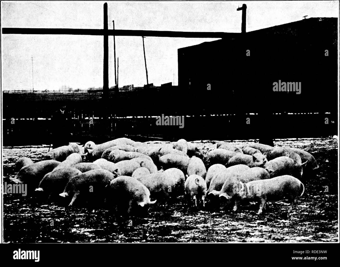 . Feed e abbreviata di alimentazione : l'essenziale dell'alimentazione, la cura e la gestione di animali da fattoria, compreso il pollame : adattato e condensati da alimentazioni e alimentazione (XVI ed.). Alimenta; nutrizione animale. Allattamento E CURA DI ANIMALI DELLA SPECIE SUINA 359 chicchi di cereali dovrebbe essere dato per fornire calore e laici sul grasso, mentre una fornitura di latte scremato, serbatoi di stoccaggio, Farinetta di frumento, soia e altri feed azotati forniscono la proteina per la costruzione del muscolo,.. Fig. 101.-A Carload op Bacon Pigs presso la Borsa di cantieri di grandi Yorkshires, mostrato nell'illustrazione e Tamworths sono state appositamente sviluppate per l'producti Foto Stock