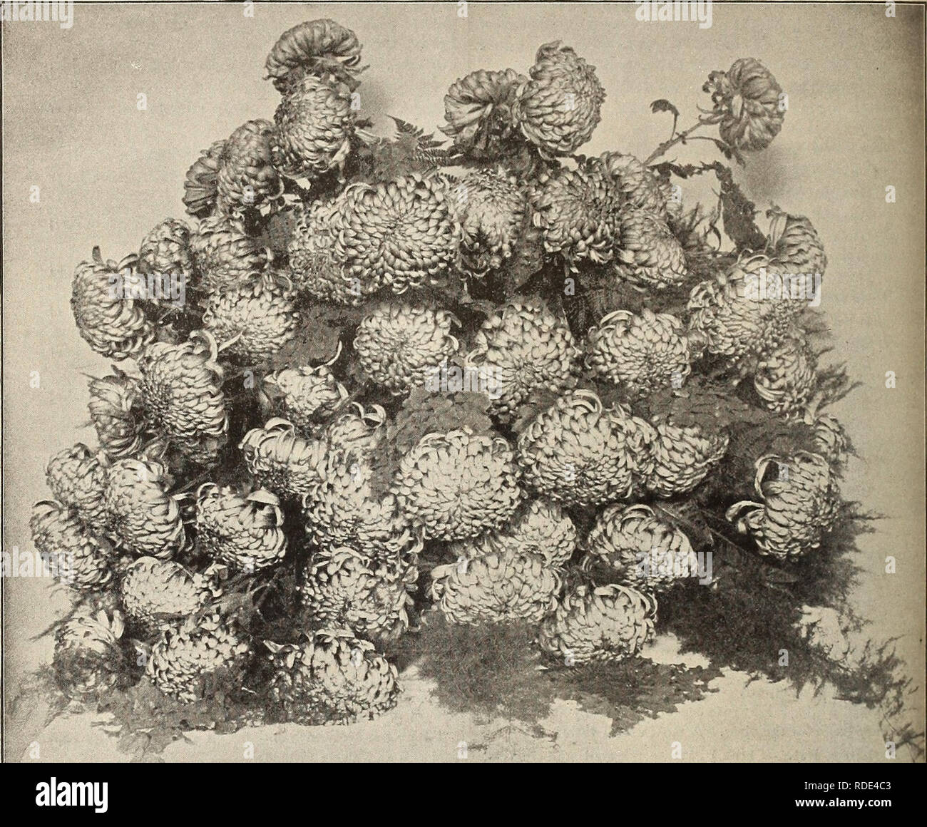 . E. G. Hill &AMP; Co., commercio all'ingrosso fioristi. Vivai (orticoltura) Indiana Richmond cataloghi; fiori Semi cataloghi; fiori piantine cataloghi. 10 E. G. HILL 6- CO., Richmond, ho/VD.. EUGENE DAILLEDOUZE. hpysanthemums. L'anno 1893 passa alla storia, con '37 e '53, come una spaventosa anno finanziariamente, ma mai prima di avere il nostro crisantemo mostra ha segnato un così grande successo. Quasi senza eccezione hanno pagato le spese e lasciato un saldo in tesoreria. Nella principale mostra i giudici sono stati estremamente esigente e hanno trattenuto interamente i premi dove la mostra è sceso al di sotto del Foto Stock