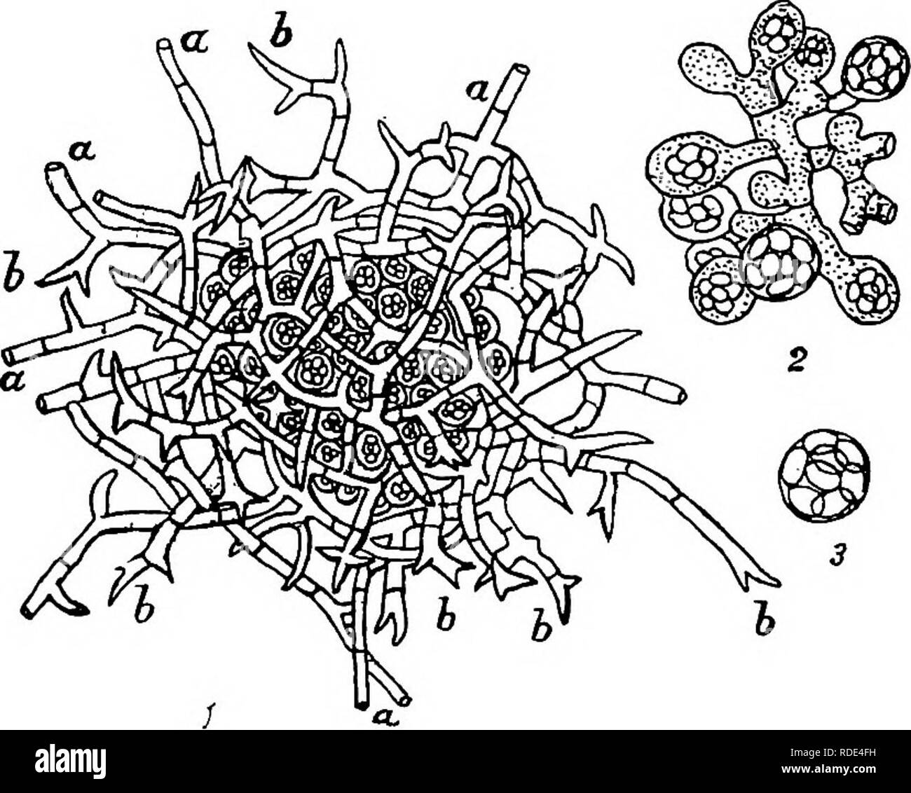 . Minnesota malattie delle piante. Le malattie delle piante. Minnesota malattie delle piante. 121 a balestra o tasca, ed ortogonale alla sua superficie. Esse sorgono appena sotto la cuticola che è spinto verso l'alto e incrostate off come la spora-sac maturano. Nessun atto di allevamento è stato visto per pre- cedere la spora-sac formazione. La sac-spore sono spesso capa- ble di germogliare in lievito moda quando posti in soluzioni di zucchero e in alcuni funghi essi bud in questo modo prima che vengano rilasciati dal sac in modo che quest'ultimo può quindi contenere un gran numero di spore. In aggiunta alla efifect su frutta e foglie di prugne, questi Foto Stock