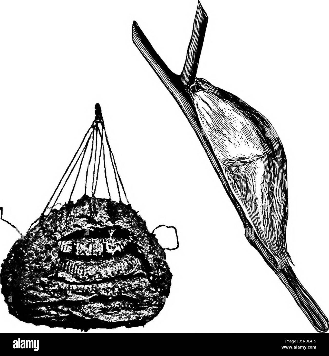 . Attività animale; un primo libro in zoo?logia. Zoologia; il comportamento di animali. 2 2 /tNlM/IL attività. Altri insetti. Uova di ragni sono facilmente reperibili in inverno. Essi dovrebbero essere tenuti a nottolini e guardato. Nidi di carta-making vespe sono interessanti. Essi contengono spesso sleeping queens in attesa di una più elevata tem-. FlG. 31.-una Vespa's Nest. Fig. 32.-bozzolo di peltata. Da una fotografia. ratura al fine di avviare altre colonie. Insetti in vari stadi di metamorfosi passare l inverno nascosto da uccelli e altri nemici. Località e cir- cumstances deve determinare quale sorta di esemplari di alunni s Foto Stock