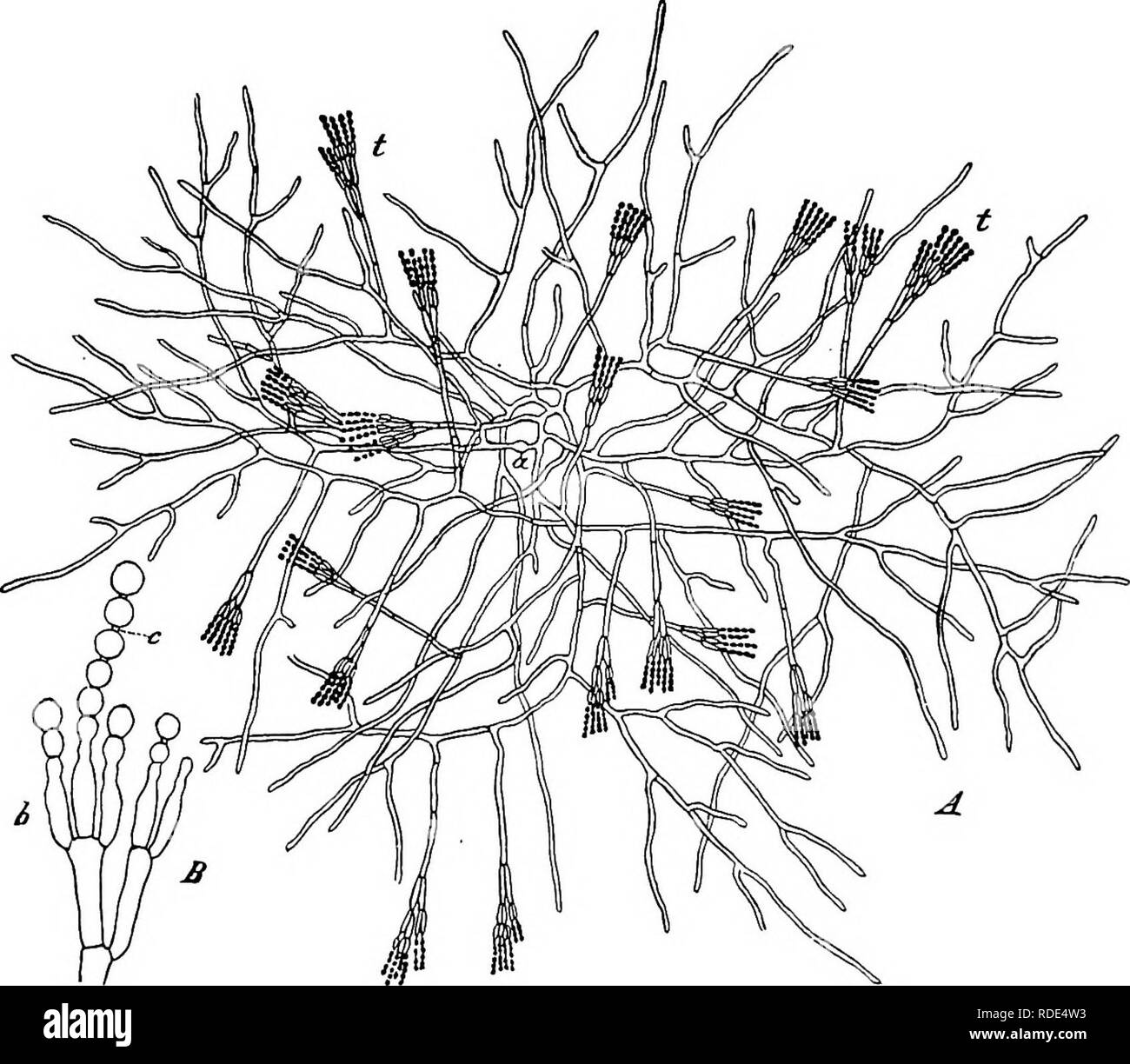 . Minnesota malattie delle piante. Le malattie delle piante. 8 Minnesota malattie delle piante, una caratteristica struttura e metodo di crescita. Questo myce- lium è composto da sottili fili microscopici, più o meno ramificate e densamente intessuti a formare allentati, masse nebulose,, come nel pane stampo oppure può anche essere compattata per formare corpi solidi. Tutti i funghi di riprodurre in qualche forma per mezzo di micro- scopic cellule, più o meno in una forma sferica, e spesso come piccolo come 1/2000 di un millimetro di diametro. Essi sono di solito, come- sempre maggiore. Queste piccole celle sono noti come spore e hanno varie forme e metodi di produzione, Foto Stock