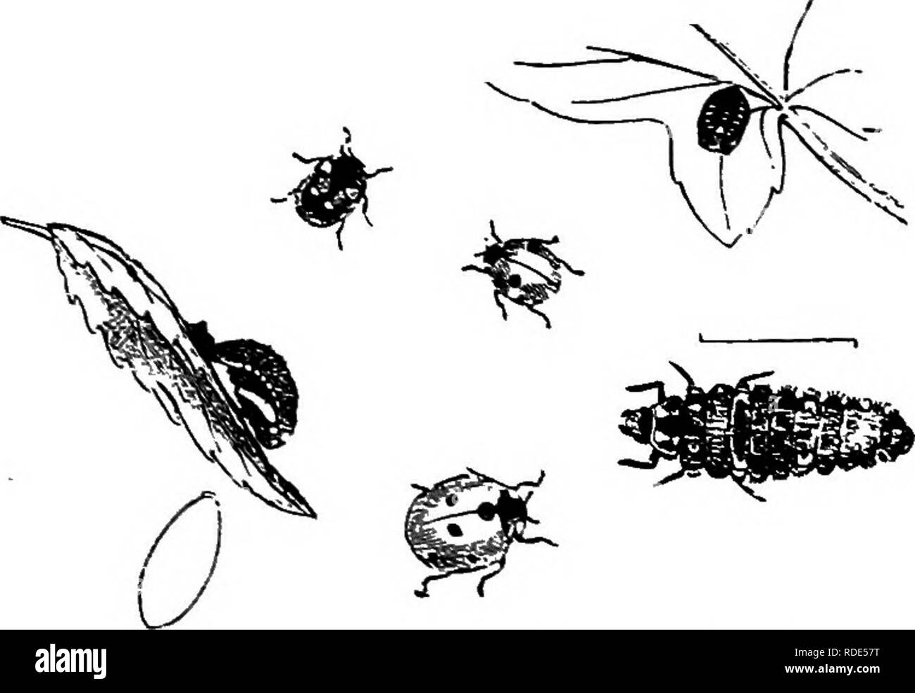 . Fungoid e pesti di insetto della fattoria. Parassiti agricoli. XII] Aphides e Sawfties 161 "Honey dew", che possono essere trovati su foglie di alberi. Esso blocca l'stomata e talvolta diventa così sporco, a causa della crescita di funghi saprofiti, come ad apparire hke un rivestimento di fuliggine. Se il aphides non erano controllati da alcuni mezzi naturali è ovvio dal tasso al quale riportano che essi sarebbero presto coprire tutte le piante presenti sulla terra. Essi hanno un gran numero di nemici naturali e la natura ha dato loro questa capacità di riproduzione in modo tale da resistere a questi. Dopo un pessimo. Foto Stock