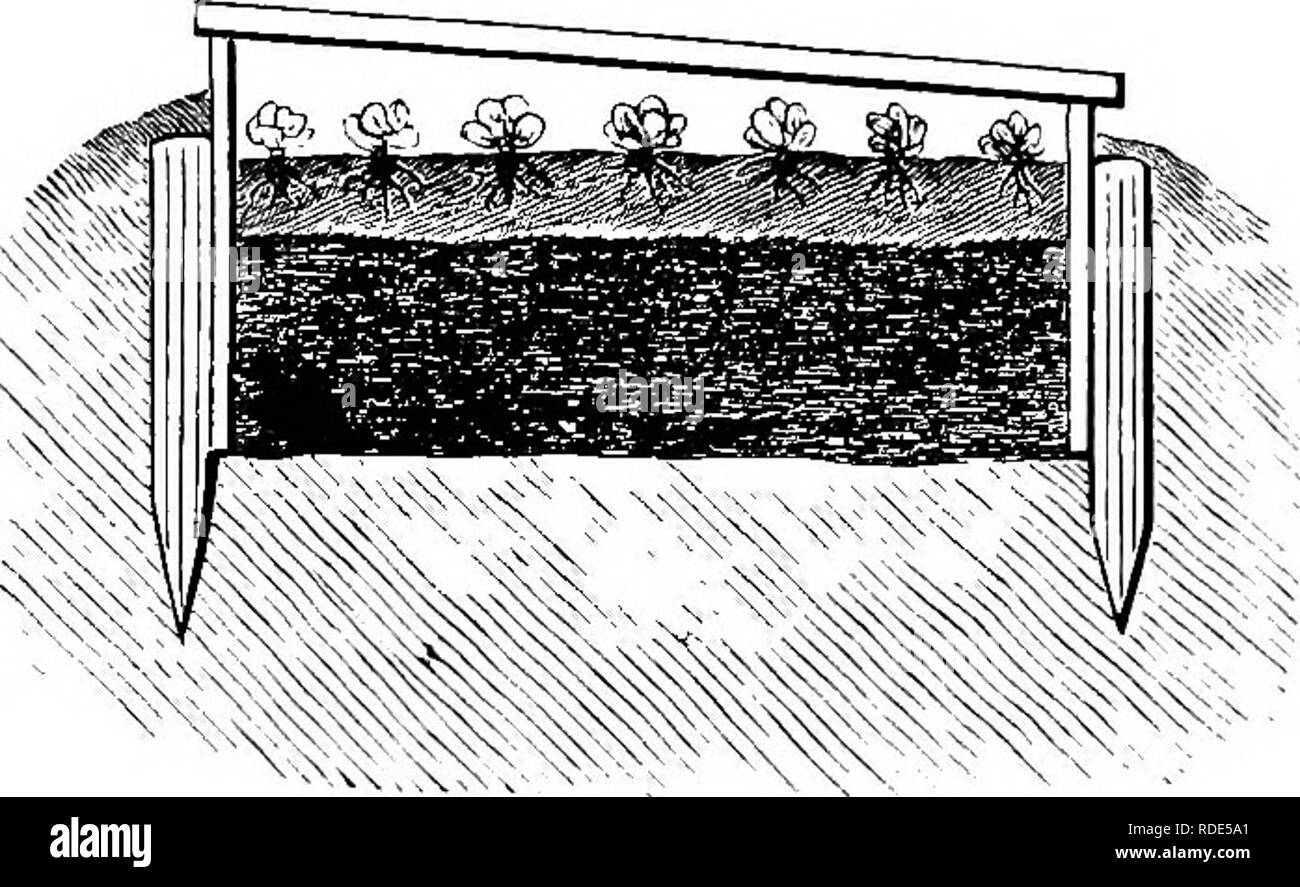 . Principi della coltura di piante : un trattato elementare progettato come un libro di testo per i principianti in agricoltura e orticoltura. Orticoltura; Botanica. La propagazione per talee. foglie, rifiutare il luppolo o tan-corteccia. Il materiale destinato al riscaldamento, se fresche, deve essere gettato in una pila di dimensioni sufficienti per generare calore per diversi giorni prima che è desiderata per l'utilizzo; e a meno che non sia già stato umido, dovrebbe essere moderatamente innaffiati con acqua. In modo che tutto il materiale può raggiungere la stessa fase di fermen- tazione, la massa deve essere realizzata in una nuova pila dopo il riscaldamento inizia una vigorosa- ly, come indica- Foto Stock