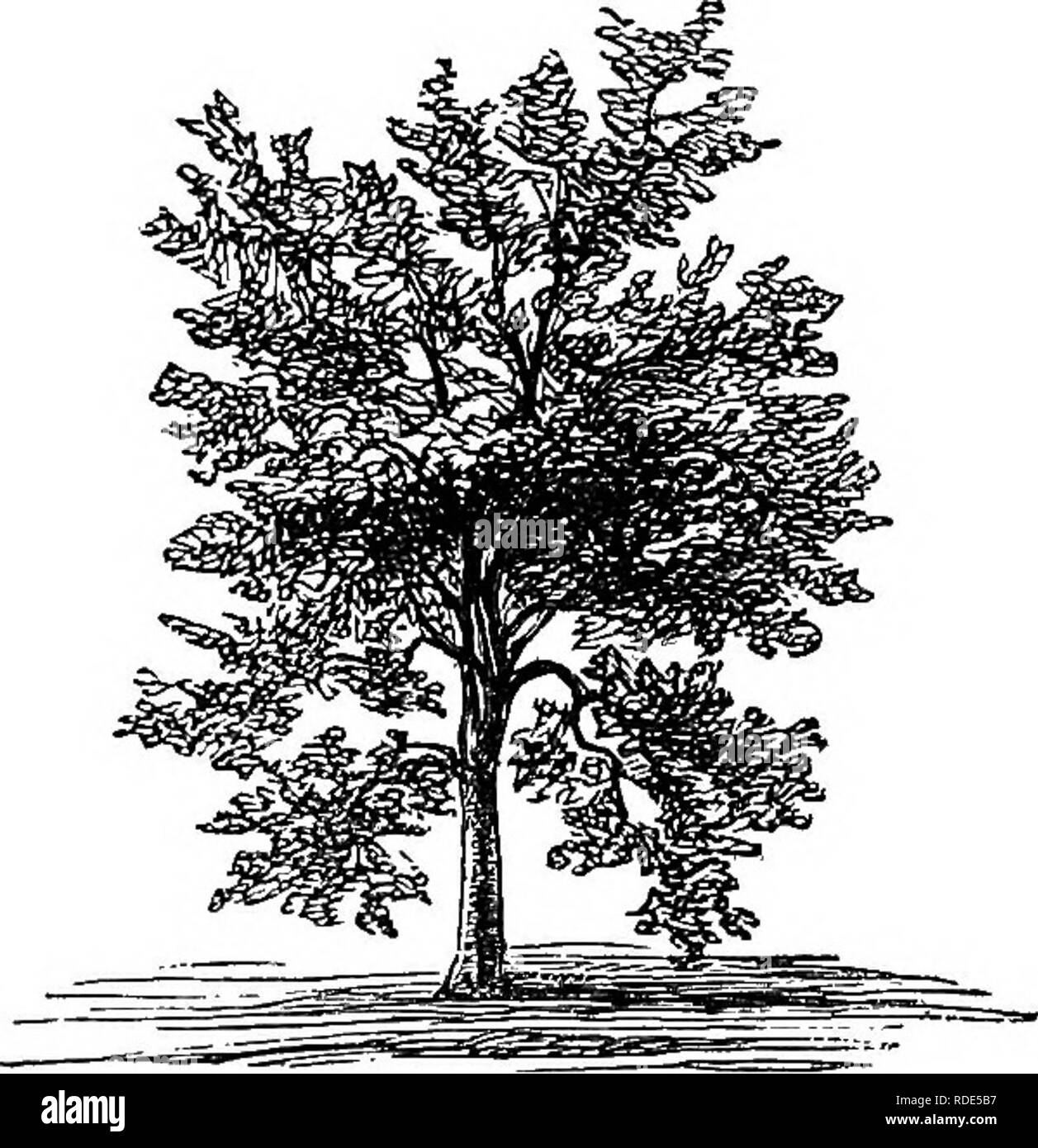 . Popolare di latifoglie e sempreverdi alberi ed arbusti, per piantare in parchi, giardini, cimiteri, ecc, ecc. Sempreverdi; gli alberi, arbusti. Alberi decidui. 41 generalmente, -quando selvaggio, trovati in crescita in umido o bagnato, terra ma non avranno successo in qualsiasi buon terreno profondo. Tlie tree non ha particolari precedenti alla bellezza nella sua abitudine di crescita, ma dalla sua verde scuro fogliame lucido in estate e il brillante sfumatura fiery che esso assume quando la maturazione delle sue foglie, è estremamente prezioso per la formazione di gruppi in stile pittoresco. Un unico albero di esso anche, in piedi a una certa distanza da casa e dove la sua Foto Stock